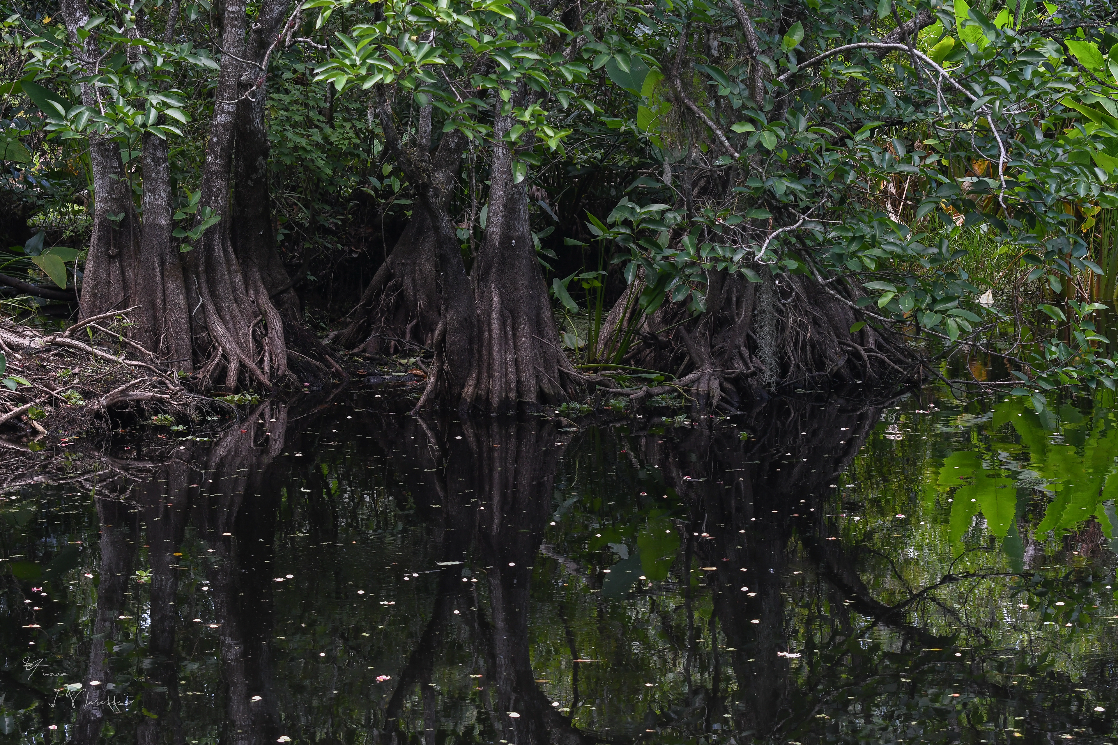 the big cypress