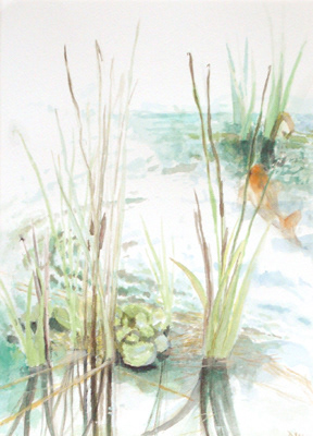 Koi Pond