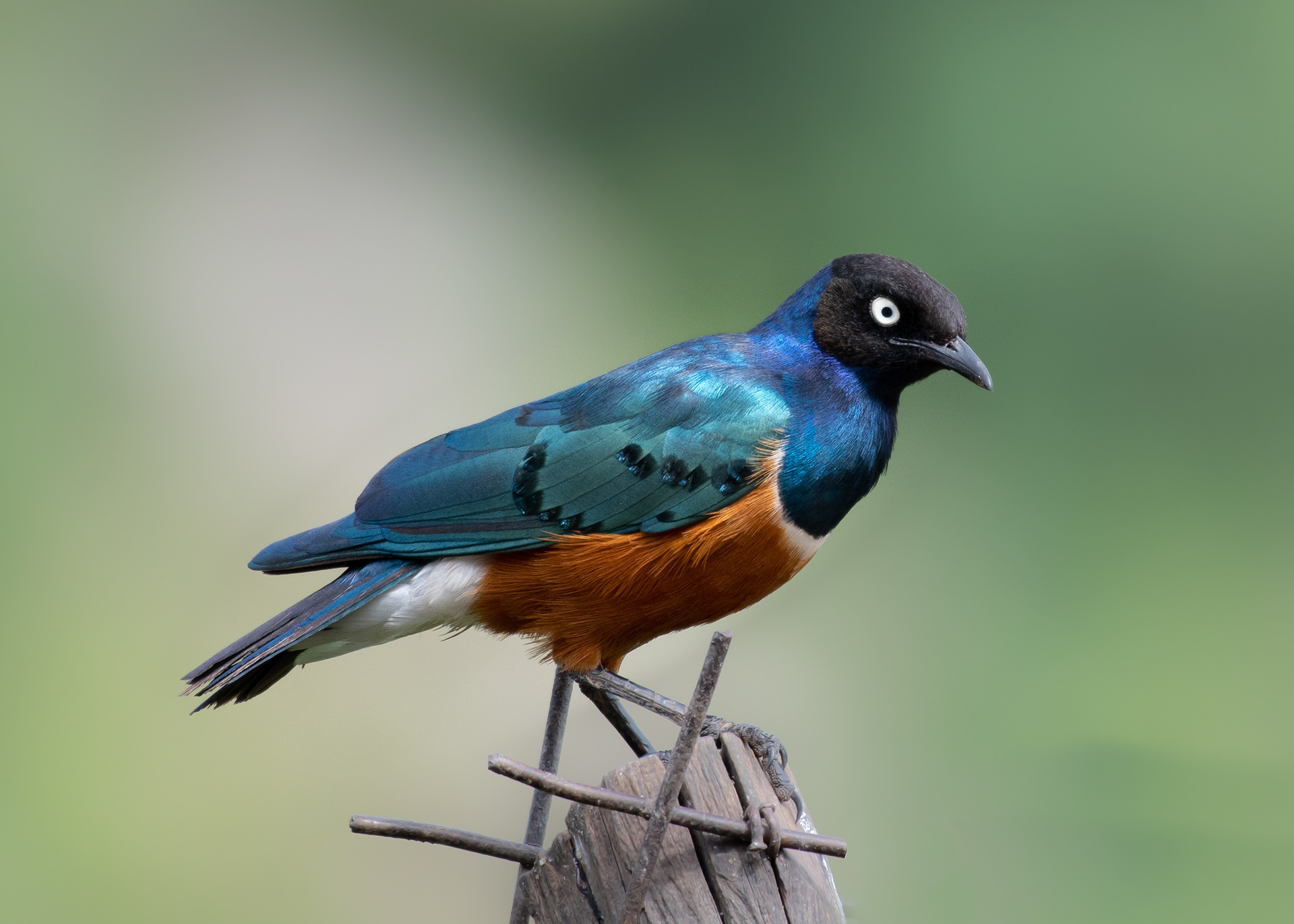 Wendi Fisher - Birds of Kenya