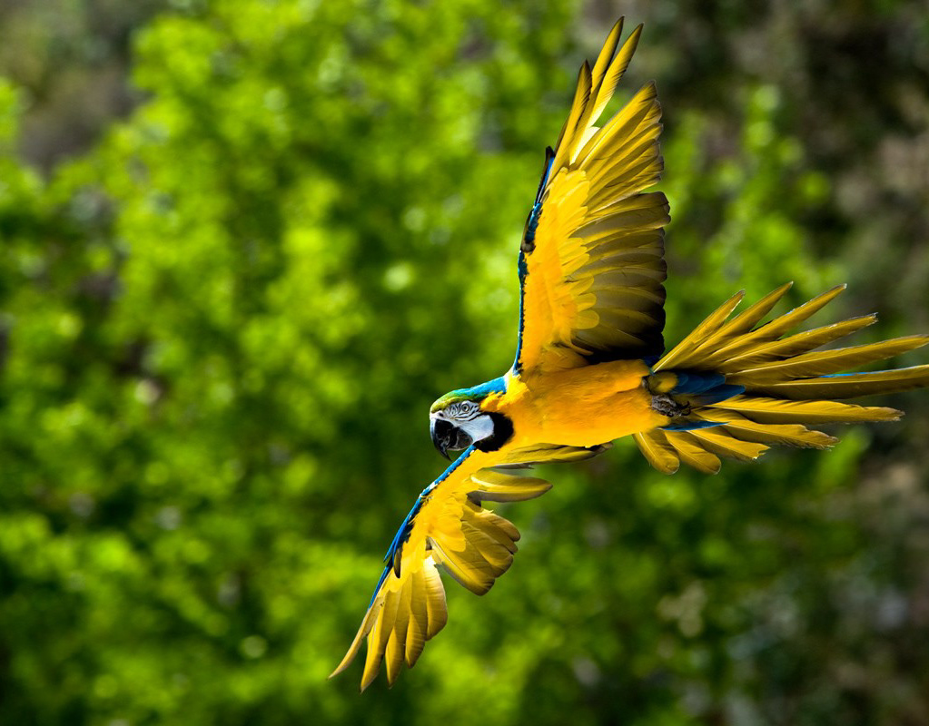 Jithin Manoharan - Birds of Bangalore