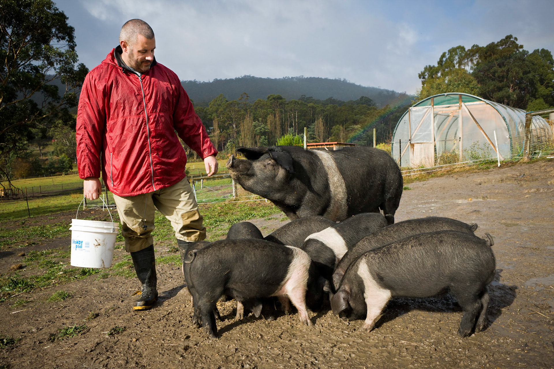 Tasmanian Wessex Saddleback pig breeder Lee Christmas 2008 for Good Weekend.