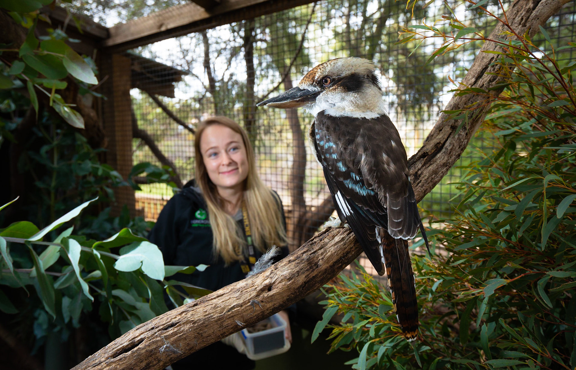Bonorong Wildlife Sanctury head keeper Melissa Gard  with one of the Sanctuary's Kookaburras George.For a story about the ecological damage that Kookaburras cause in Tasmania where they are not native6/3/2019