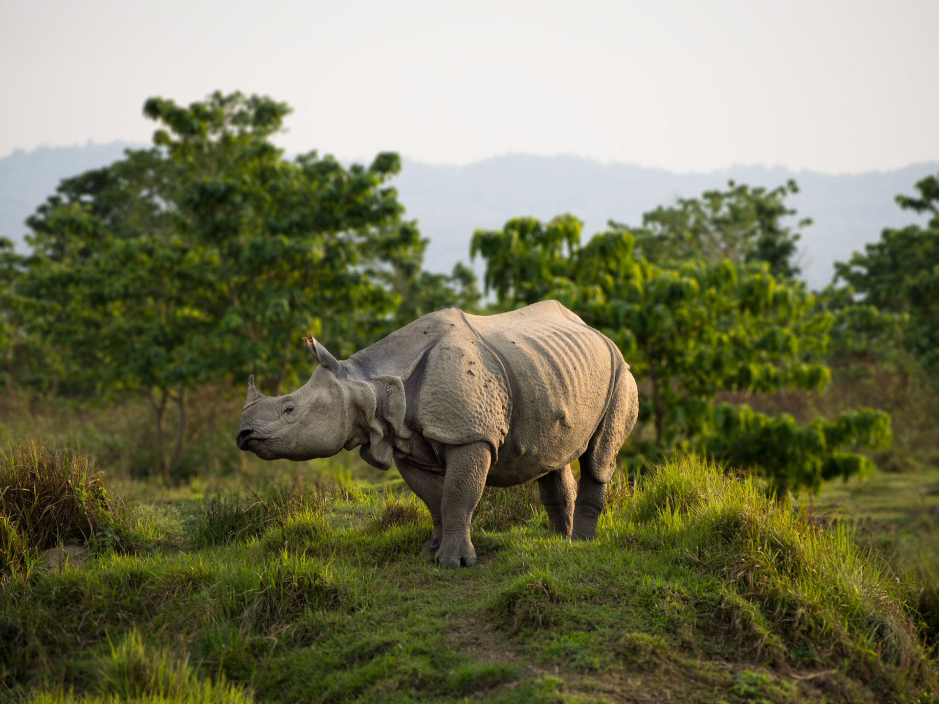 Chitwan National Park, Nepal