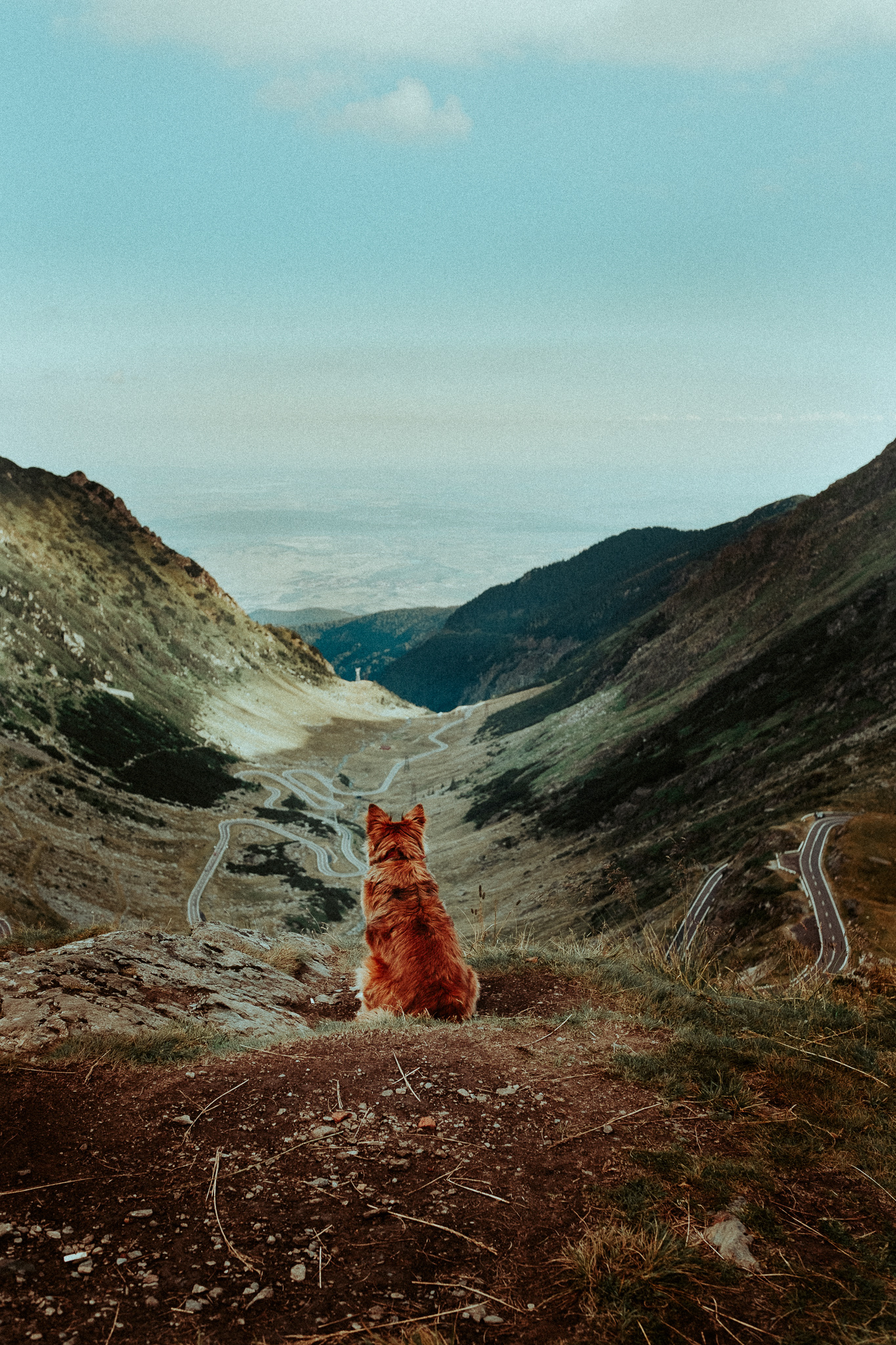 fotografie de natura