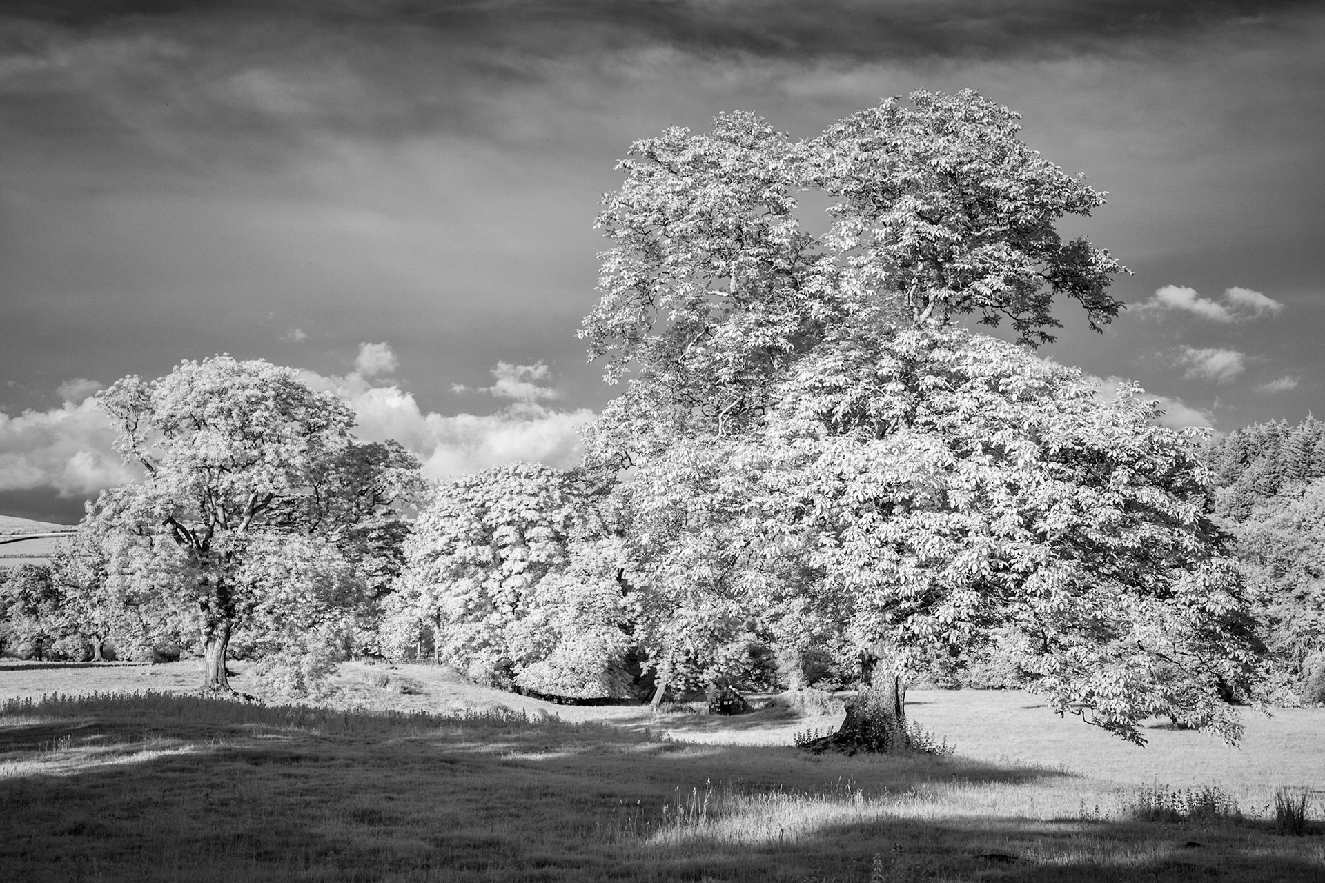 Summer trees