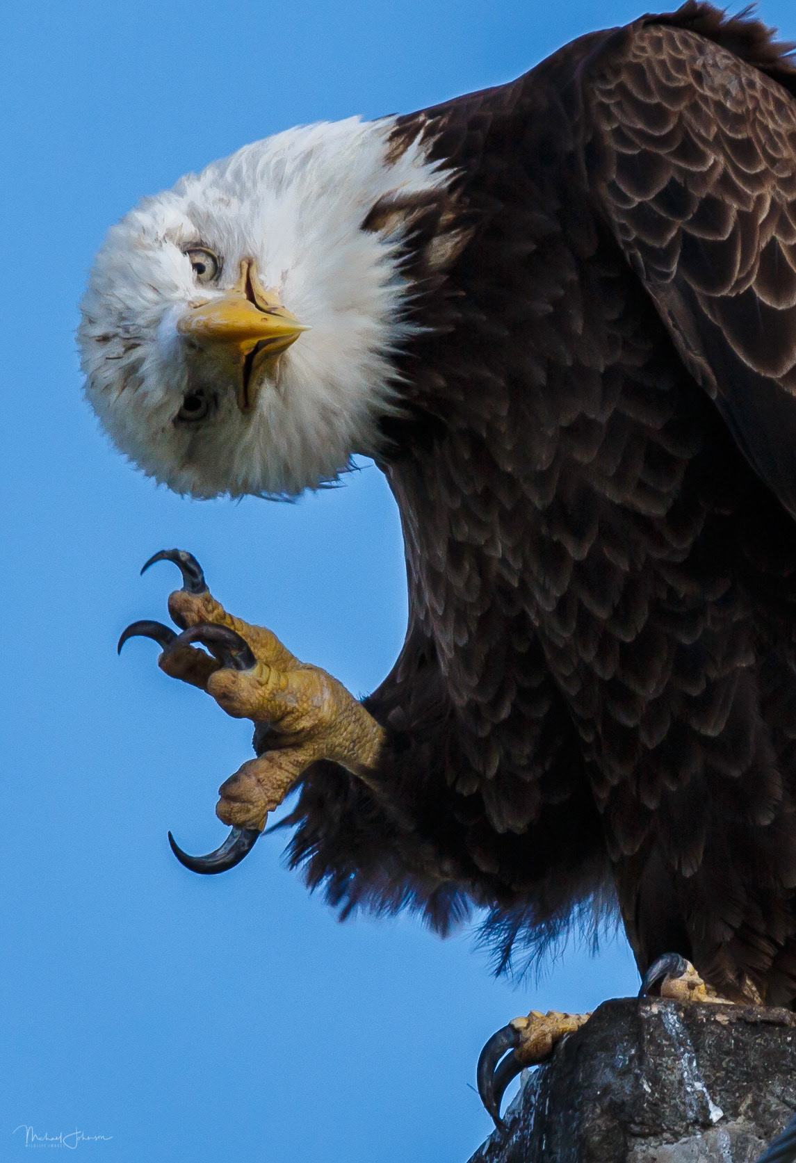 Bald Eagle
