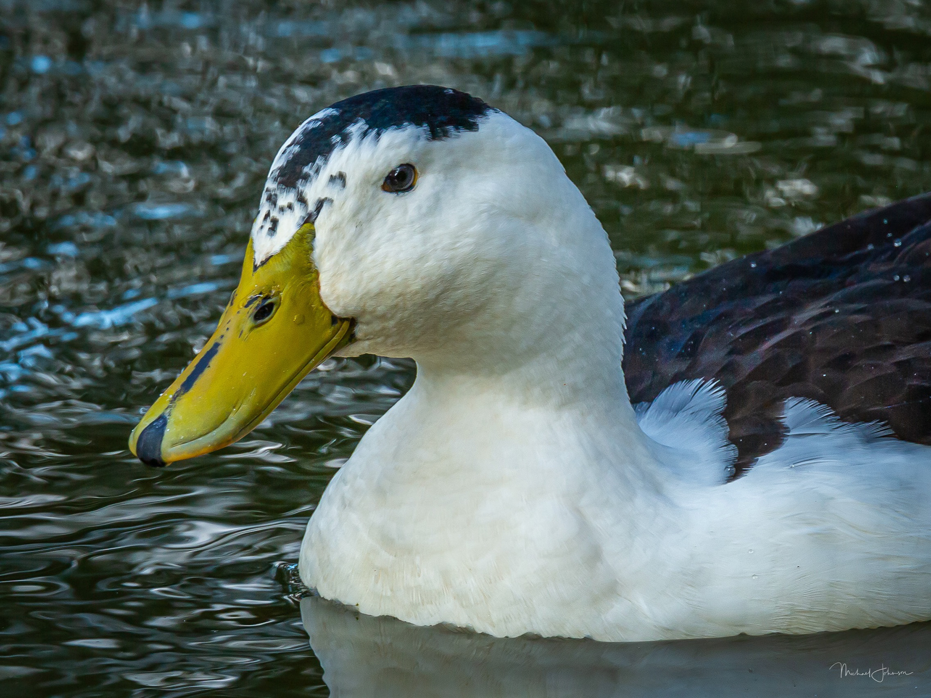 Mixed Duck