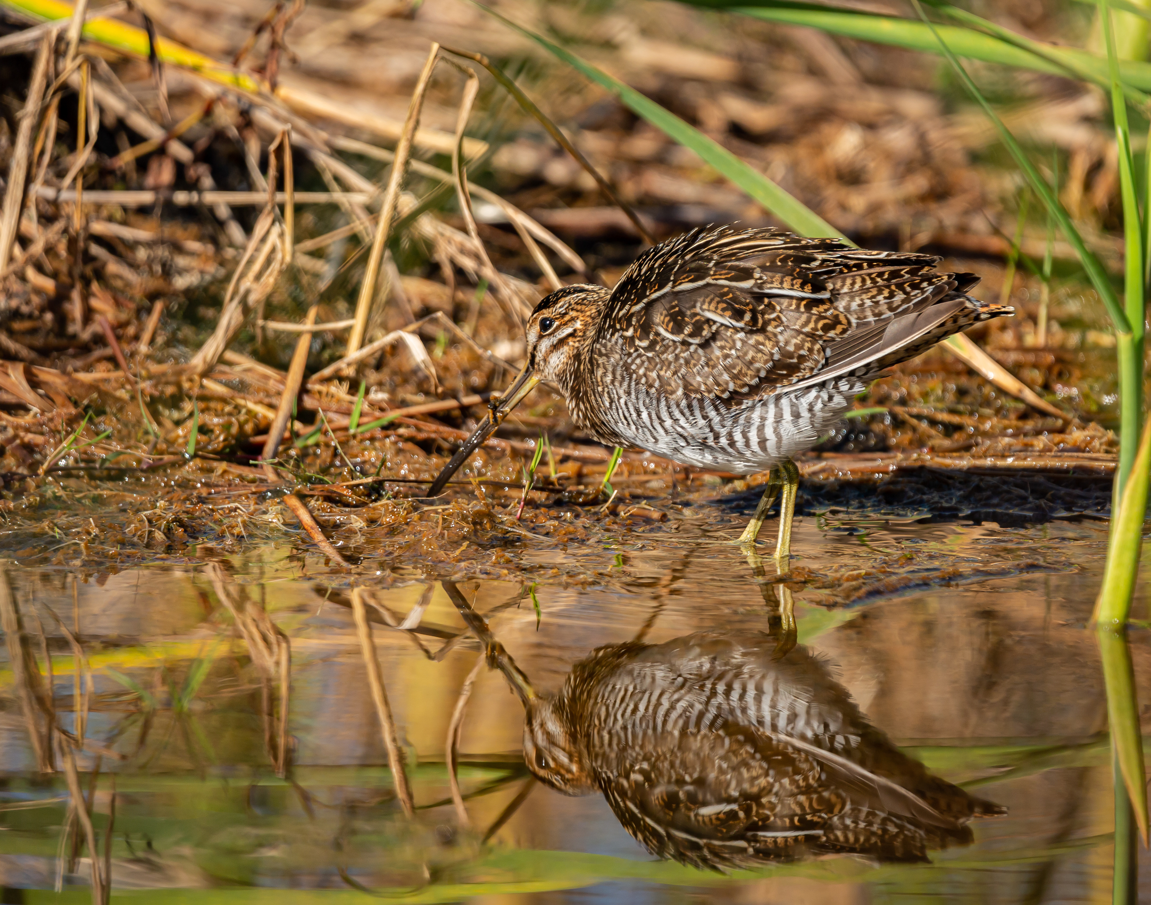 Wilson's Snipe