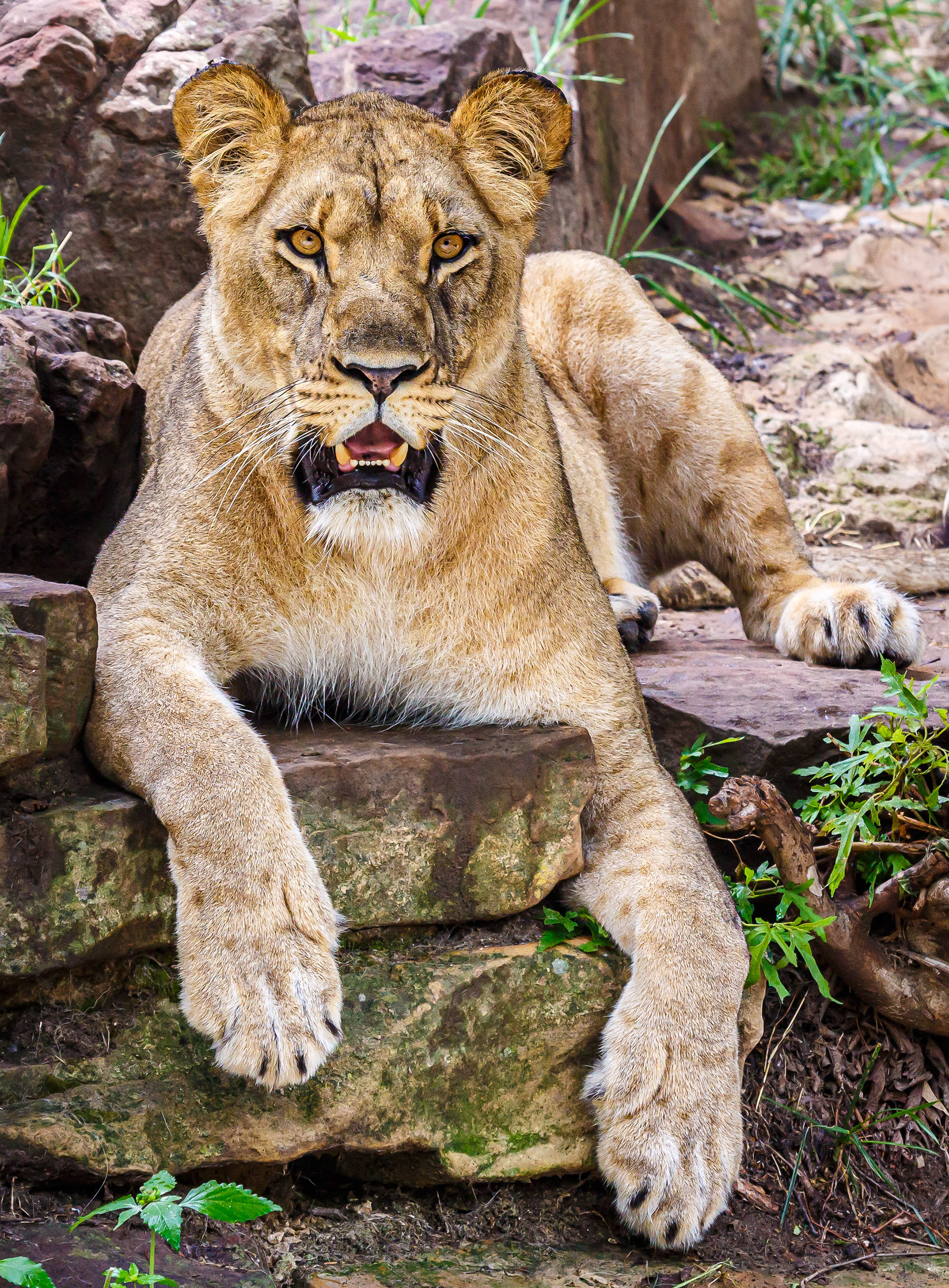 Lioness