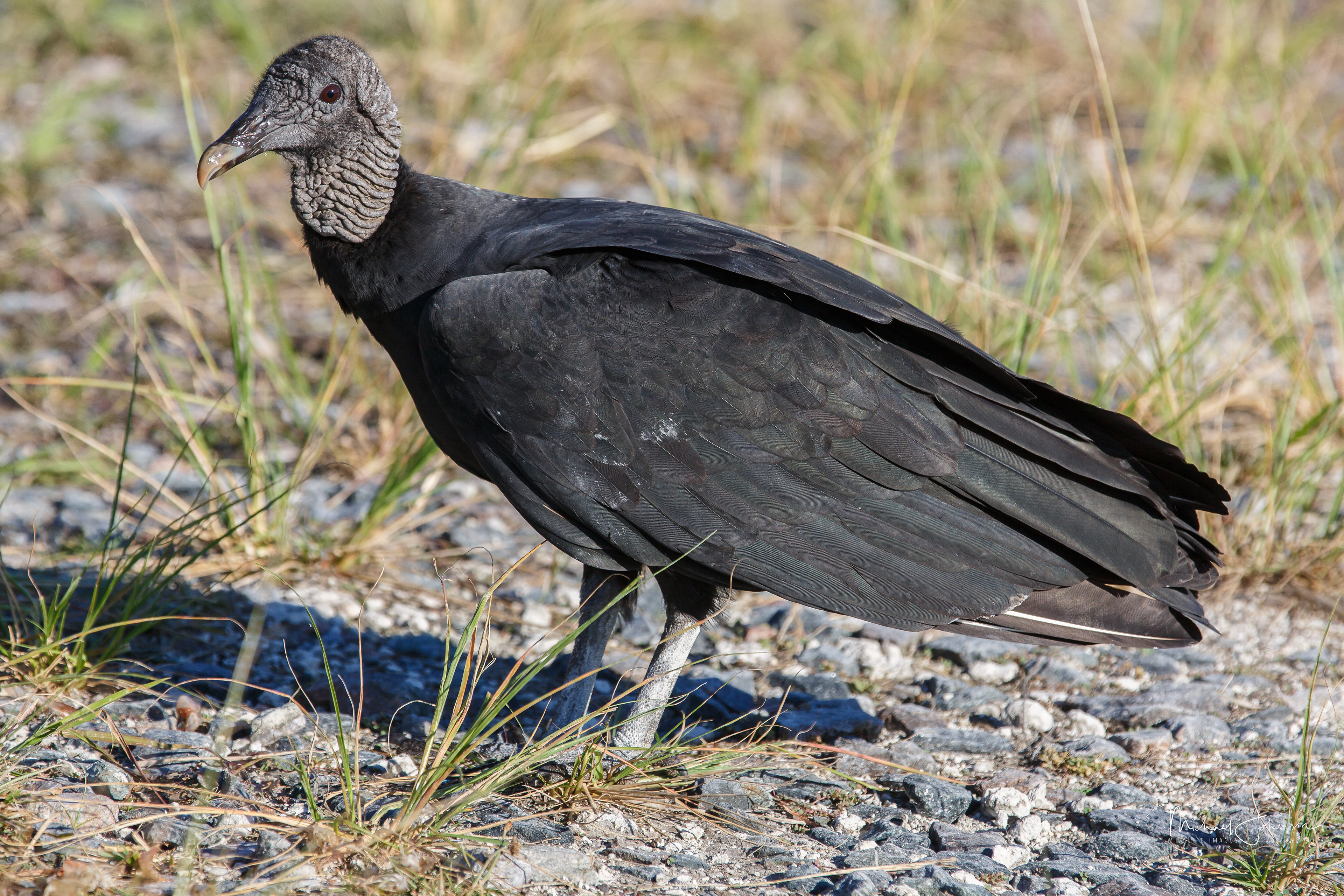 Black Vulture