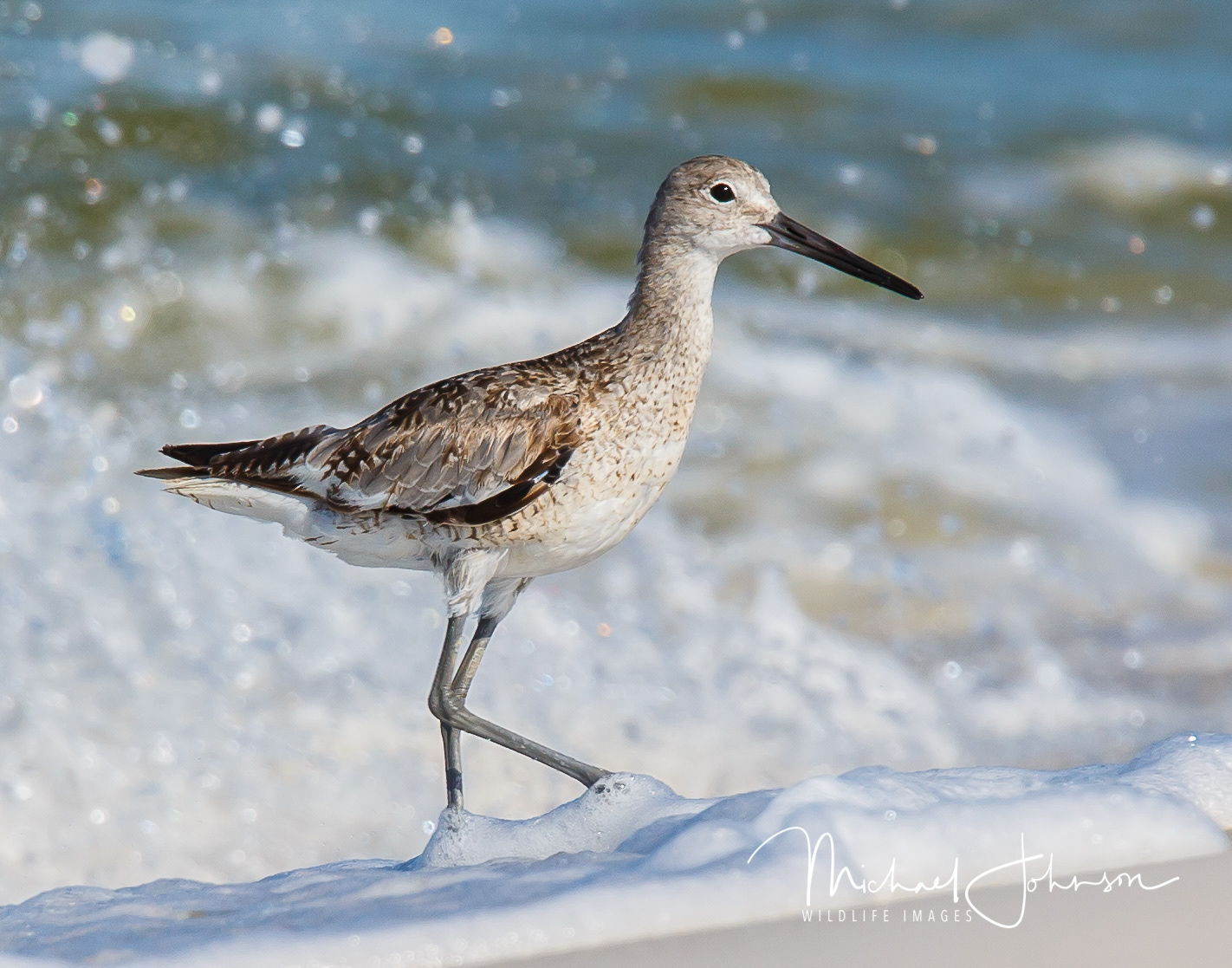 Willet