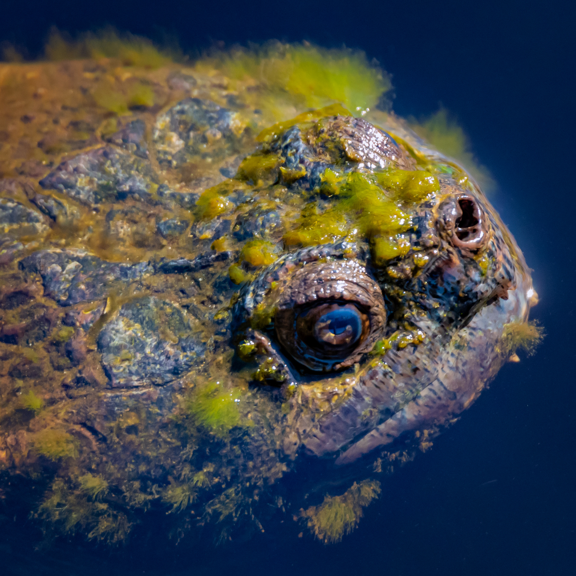 Snapping Turtle
