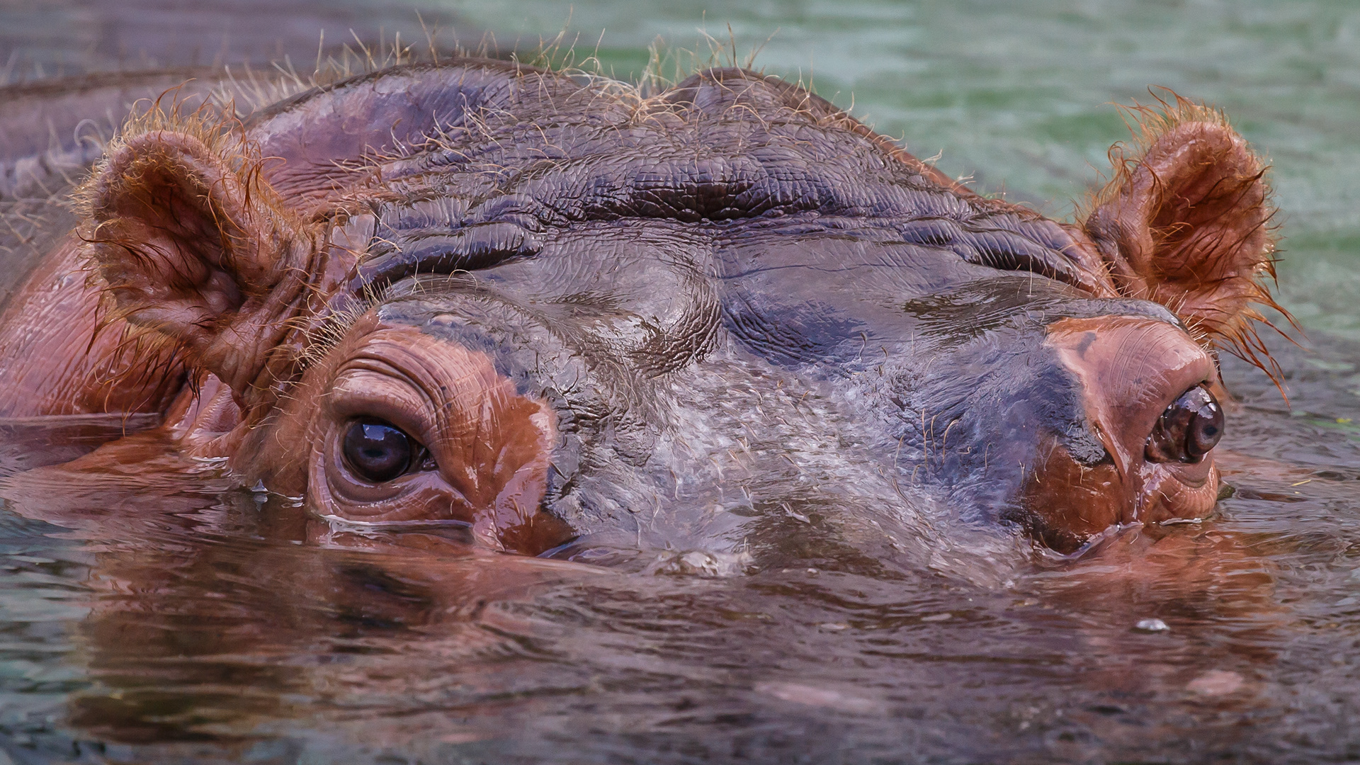 Hippopotamus