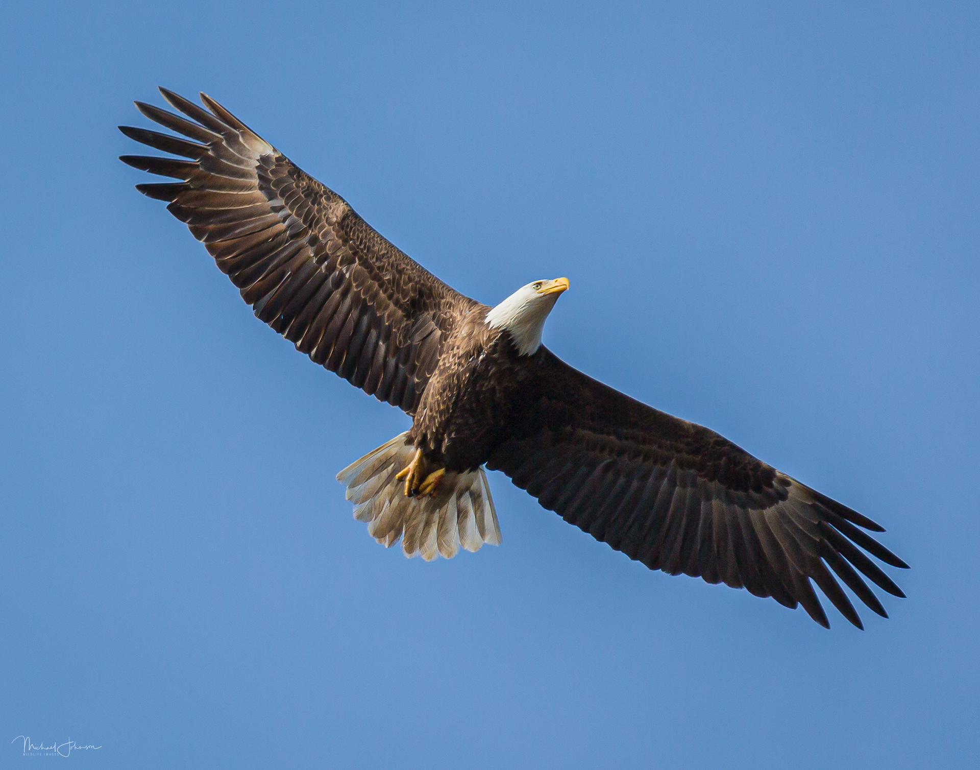 Bald Eagle