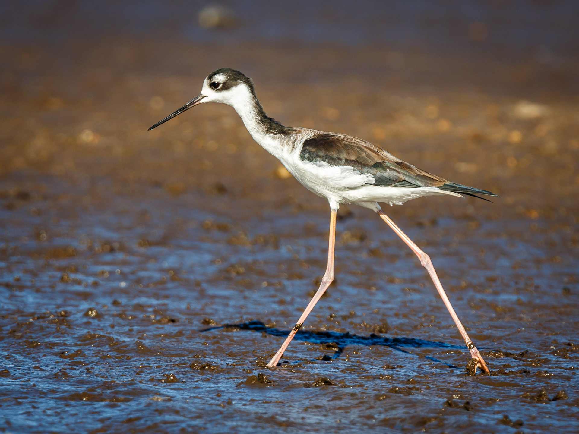 Black-necked Stilt