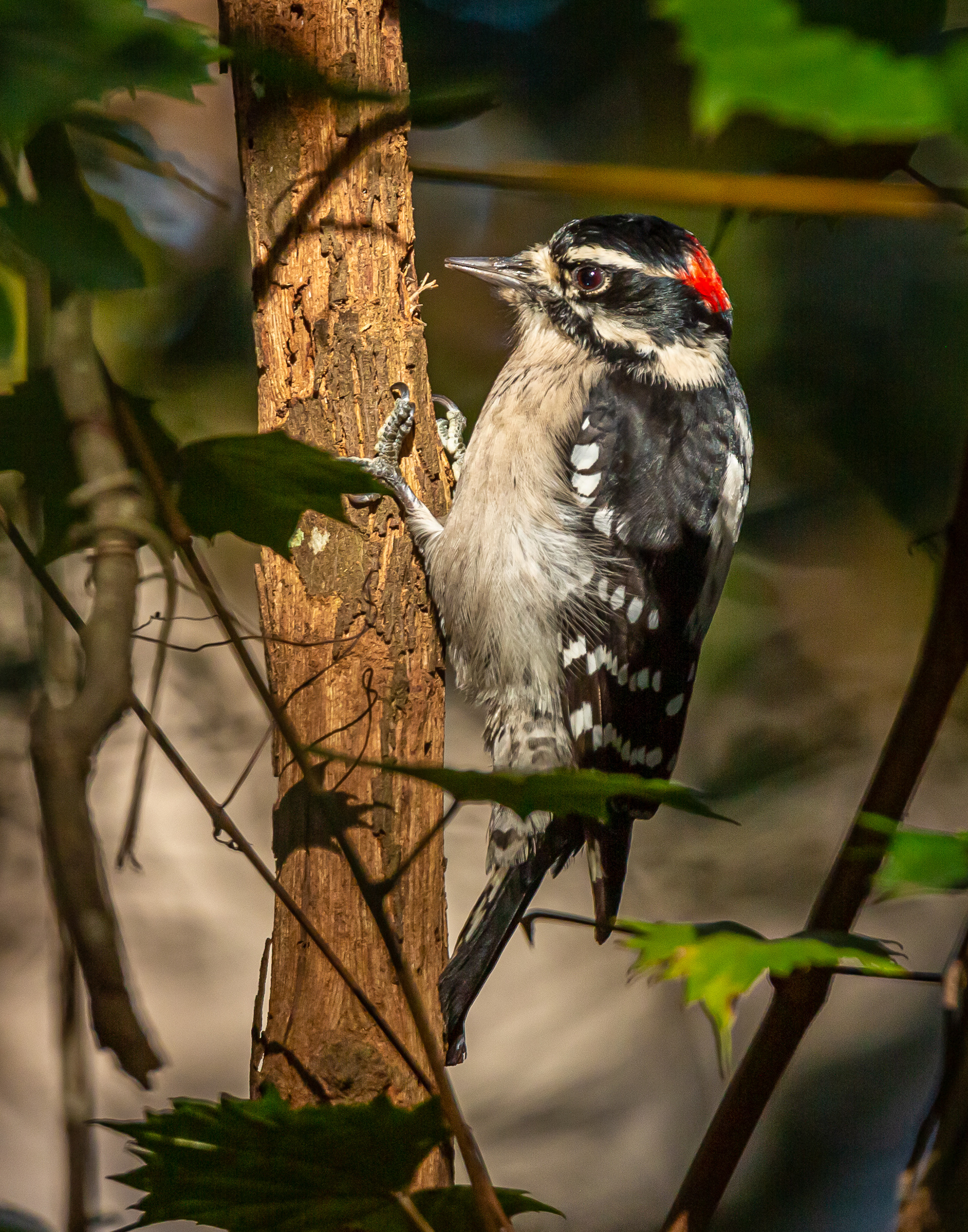 Downy Woodpecker