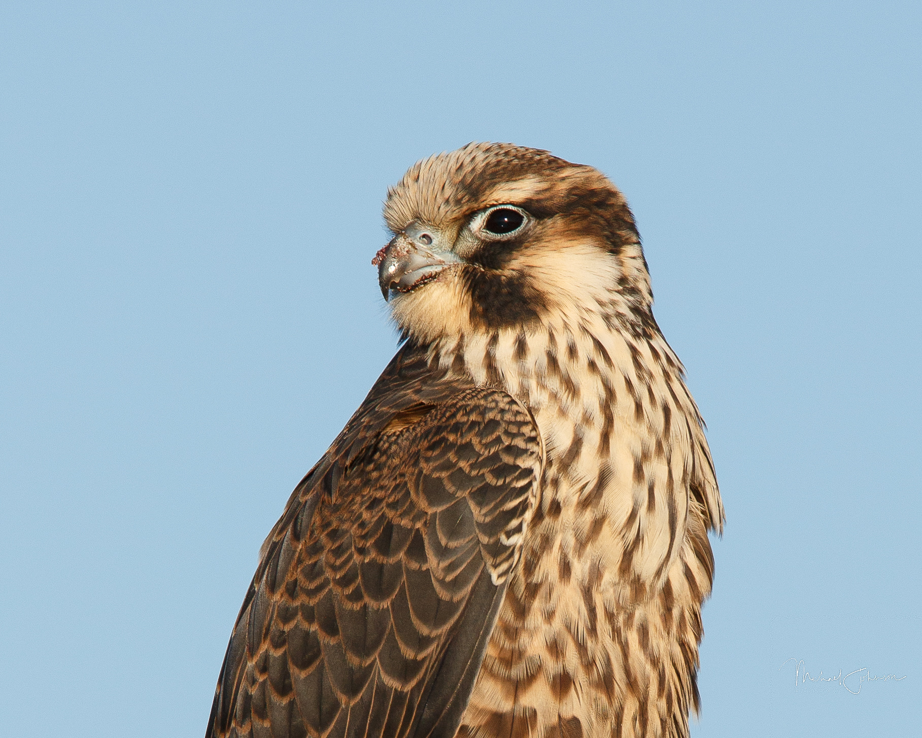 Peregrine Falcon