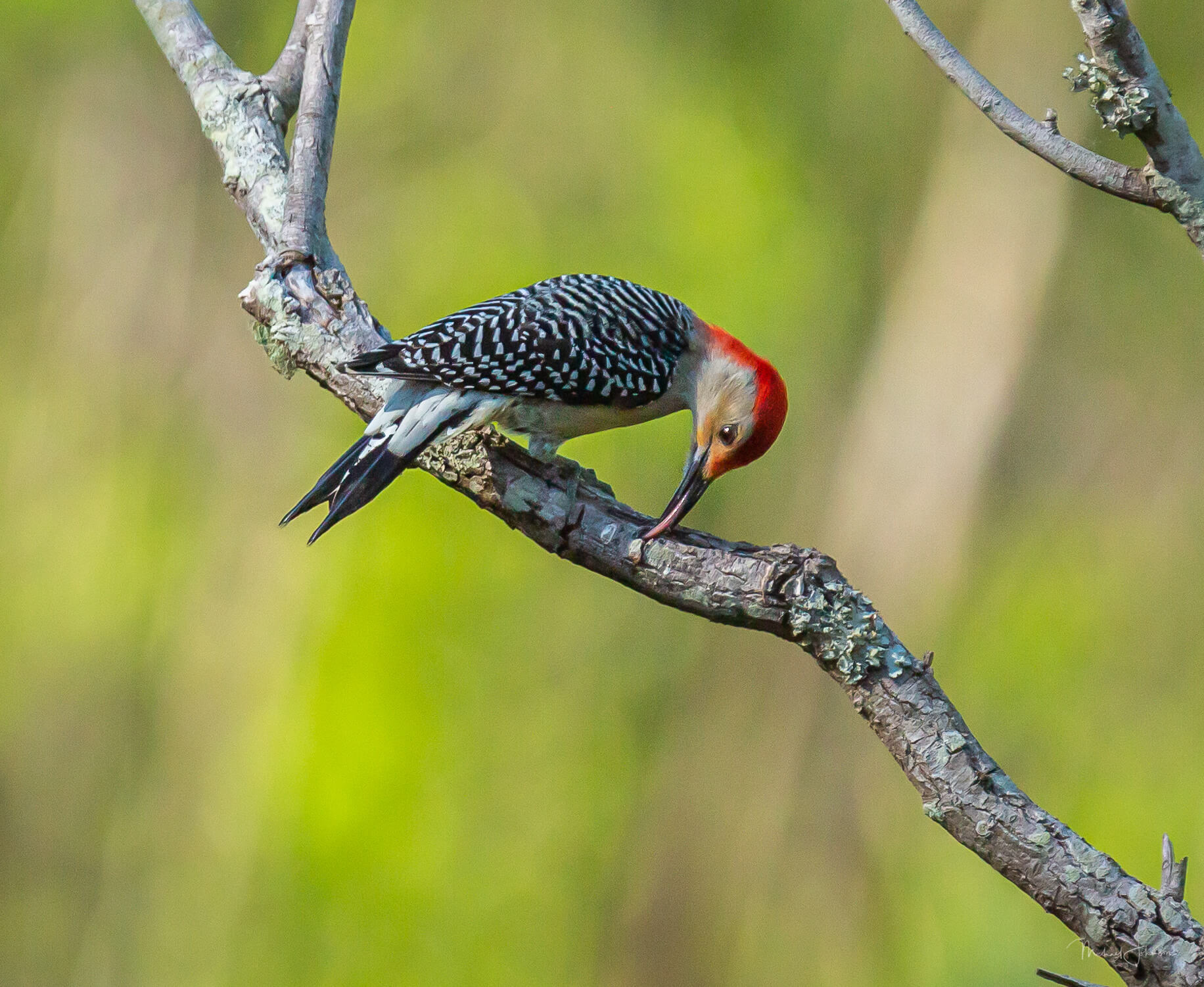Red-bellied Woodpecker