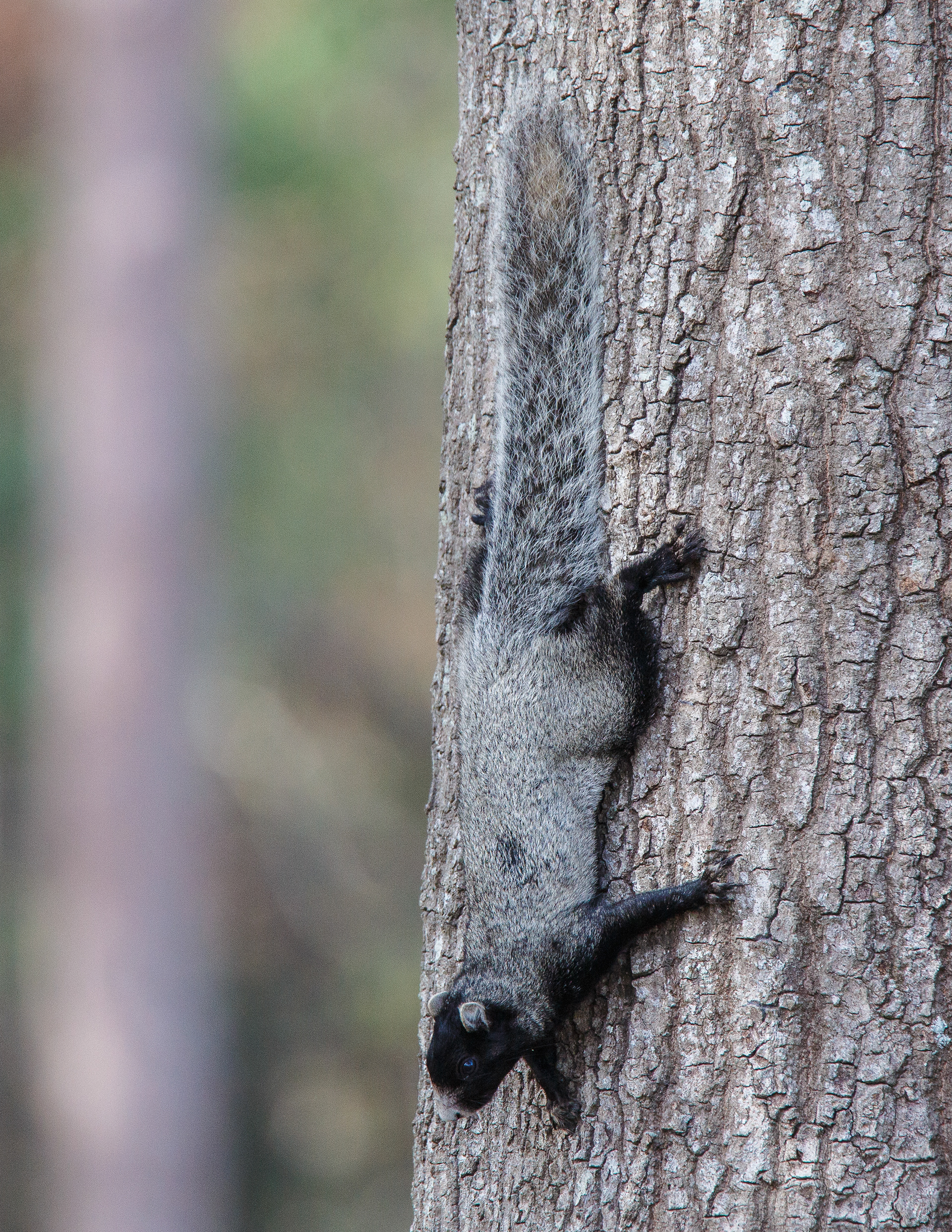 Grey Fox Squirrel