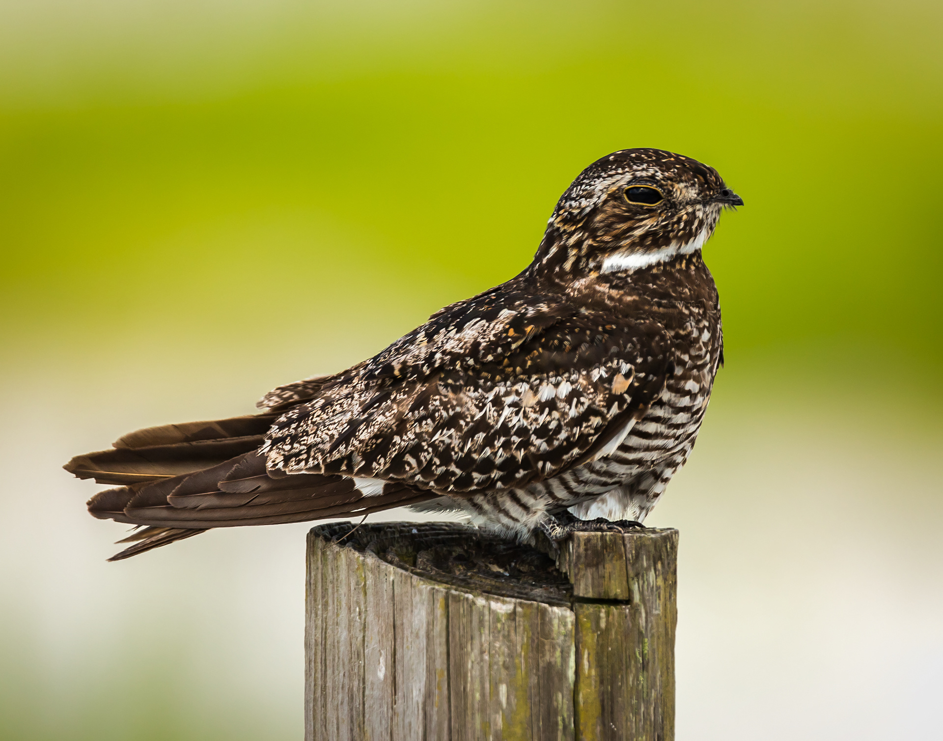 Common Nighthawk