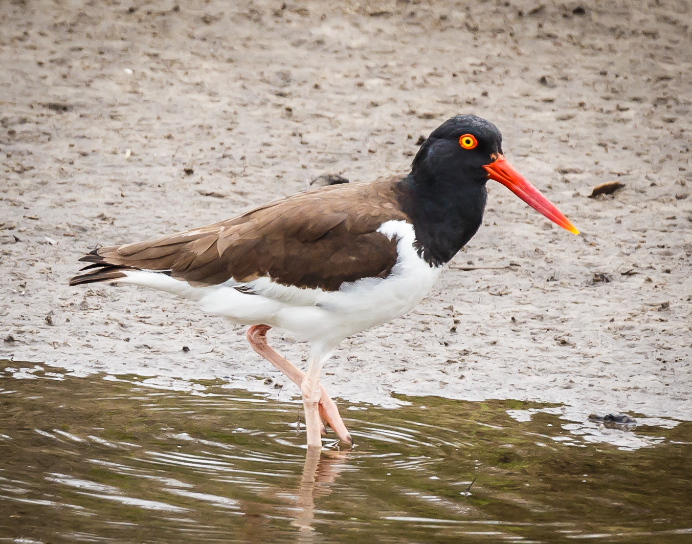 American Oystercatcher