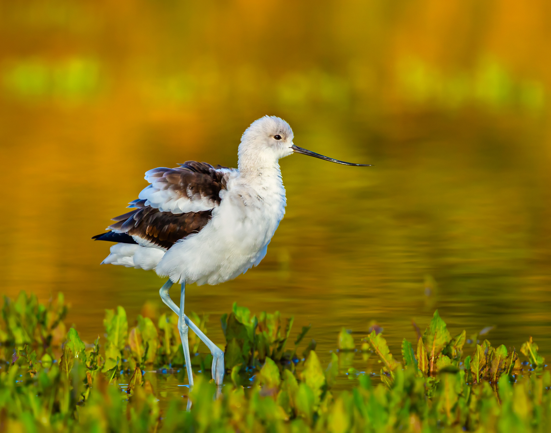American Avocet