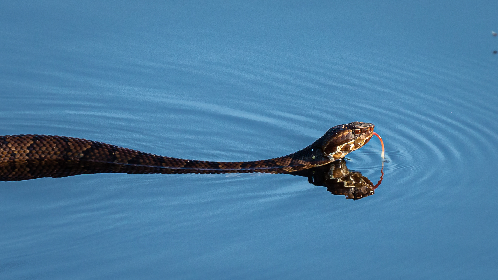 Cottonmouth