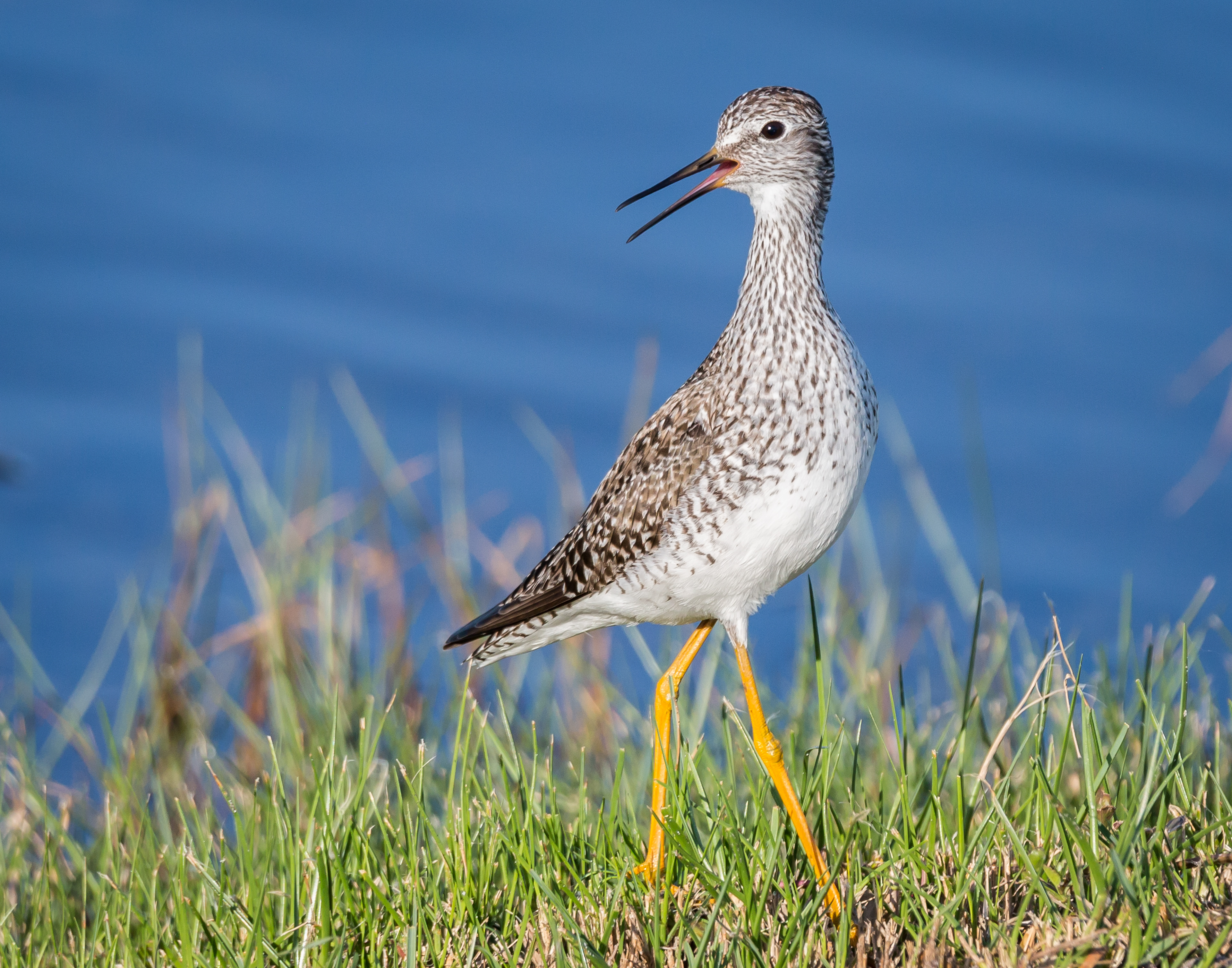Greater Yellowlegs