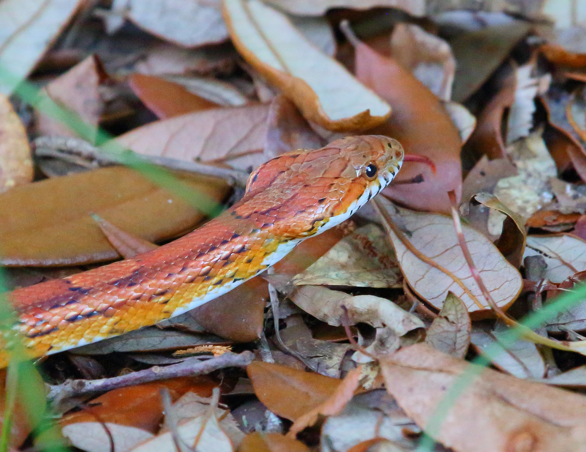 Corn Snake