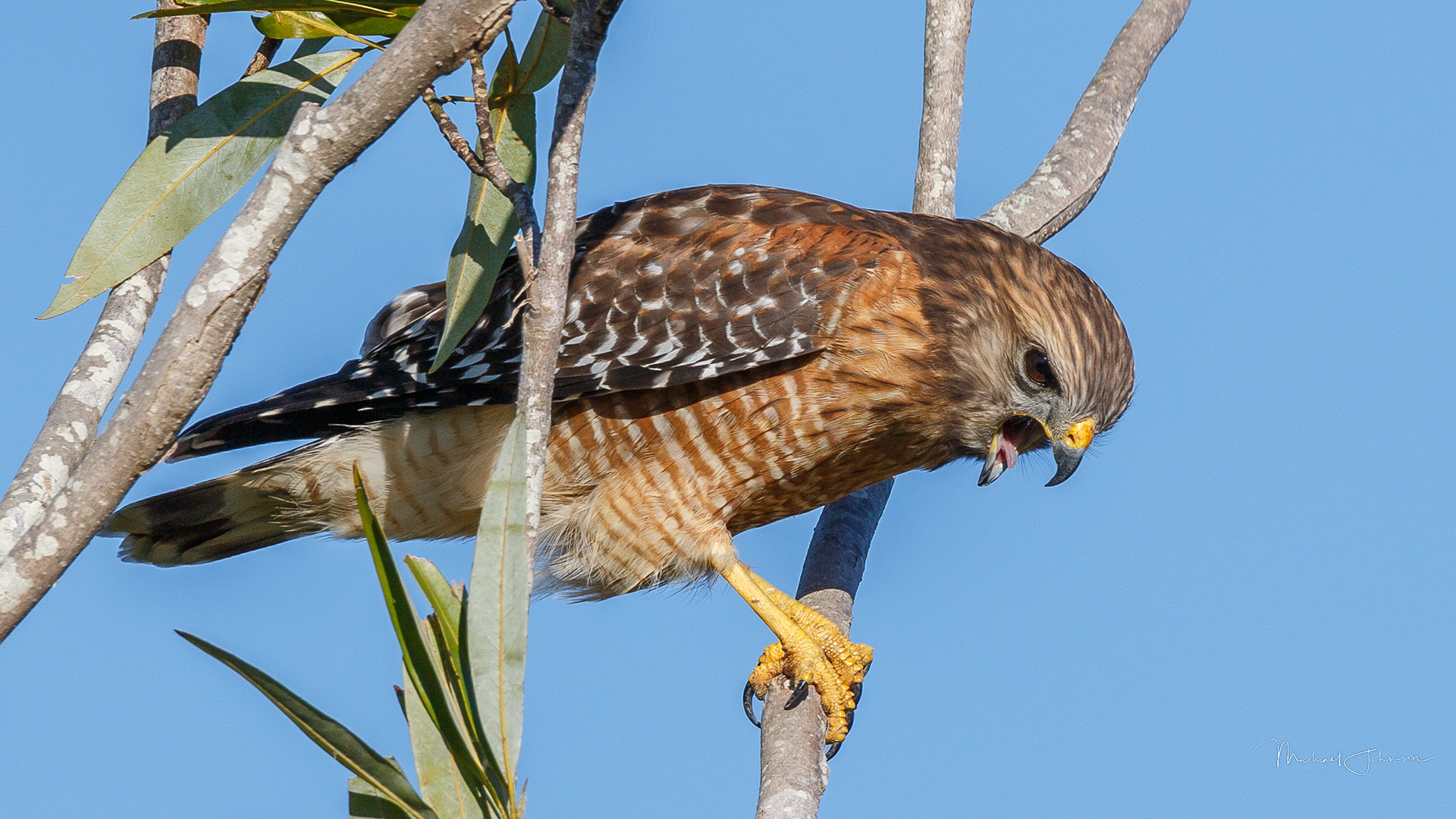 Red-shouldered Hawk