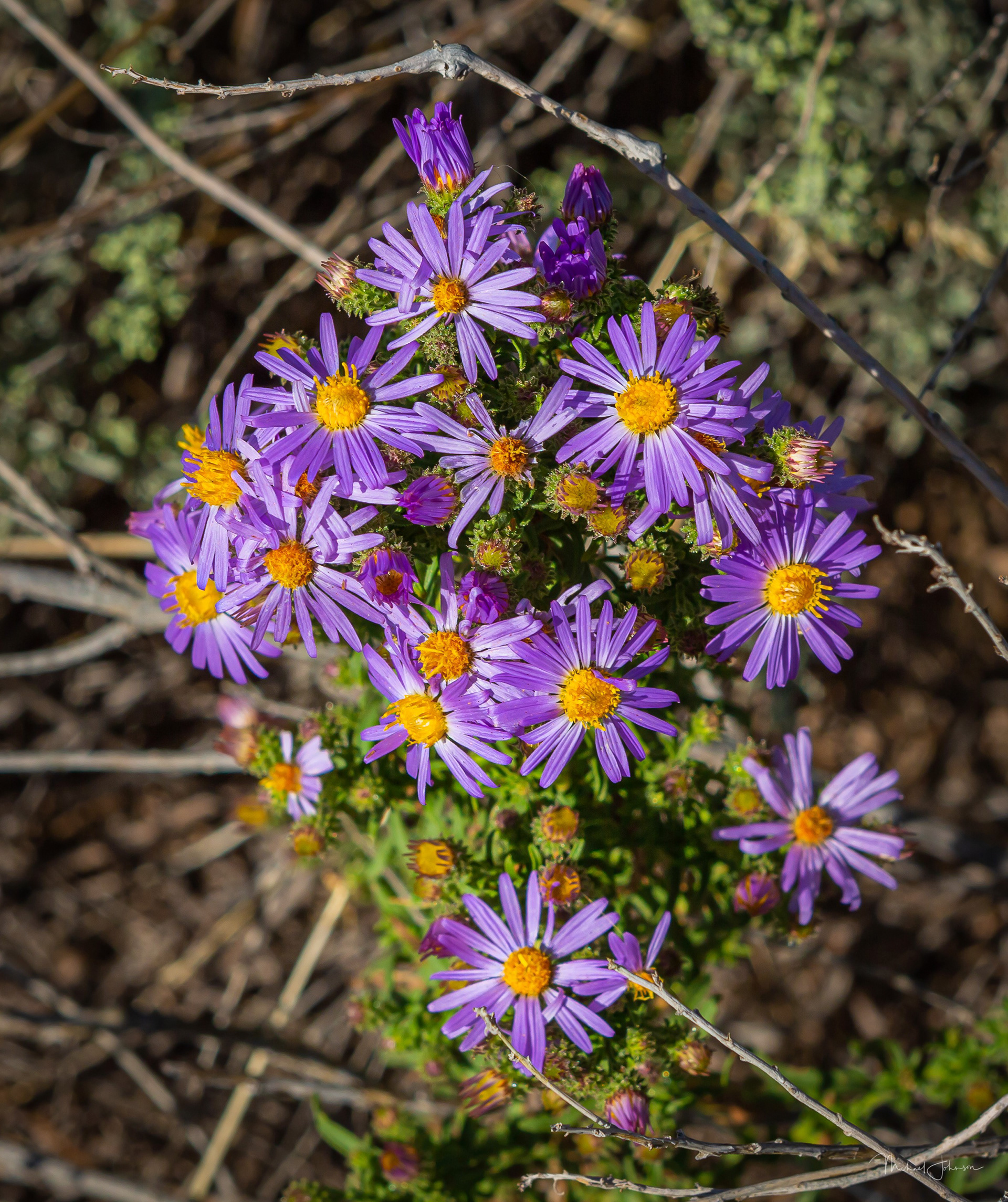 Wildflowers