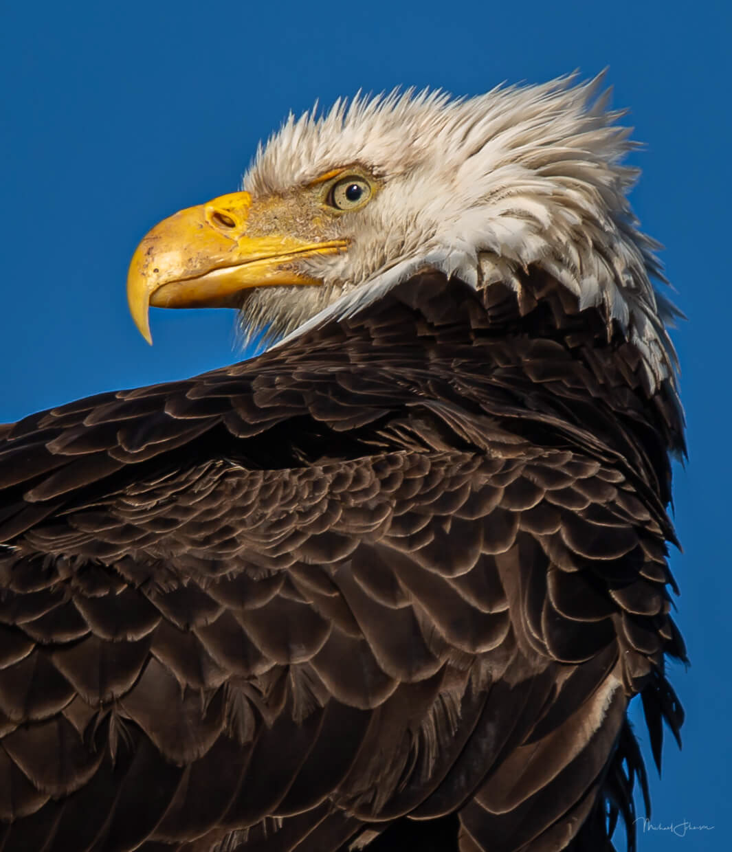 Bald Eagle