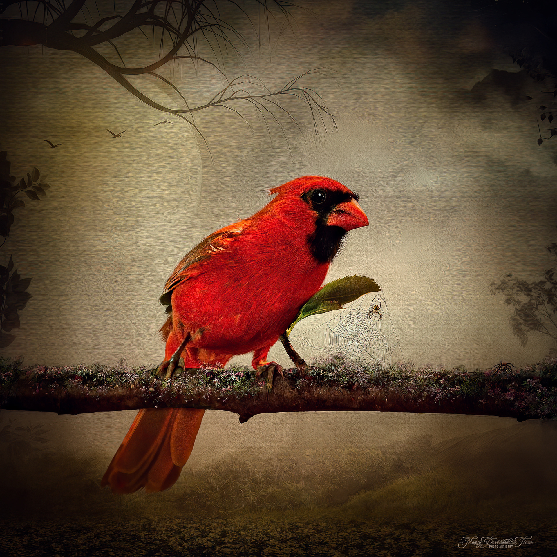 Male Cardinal