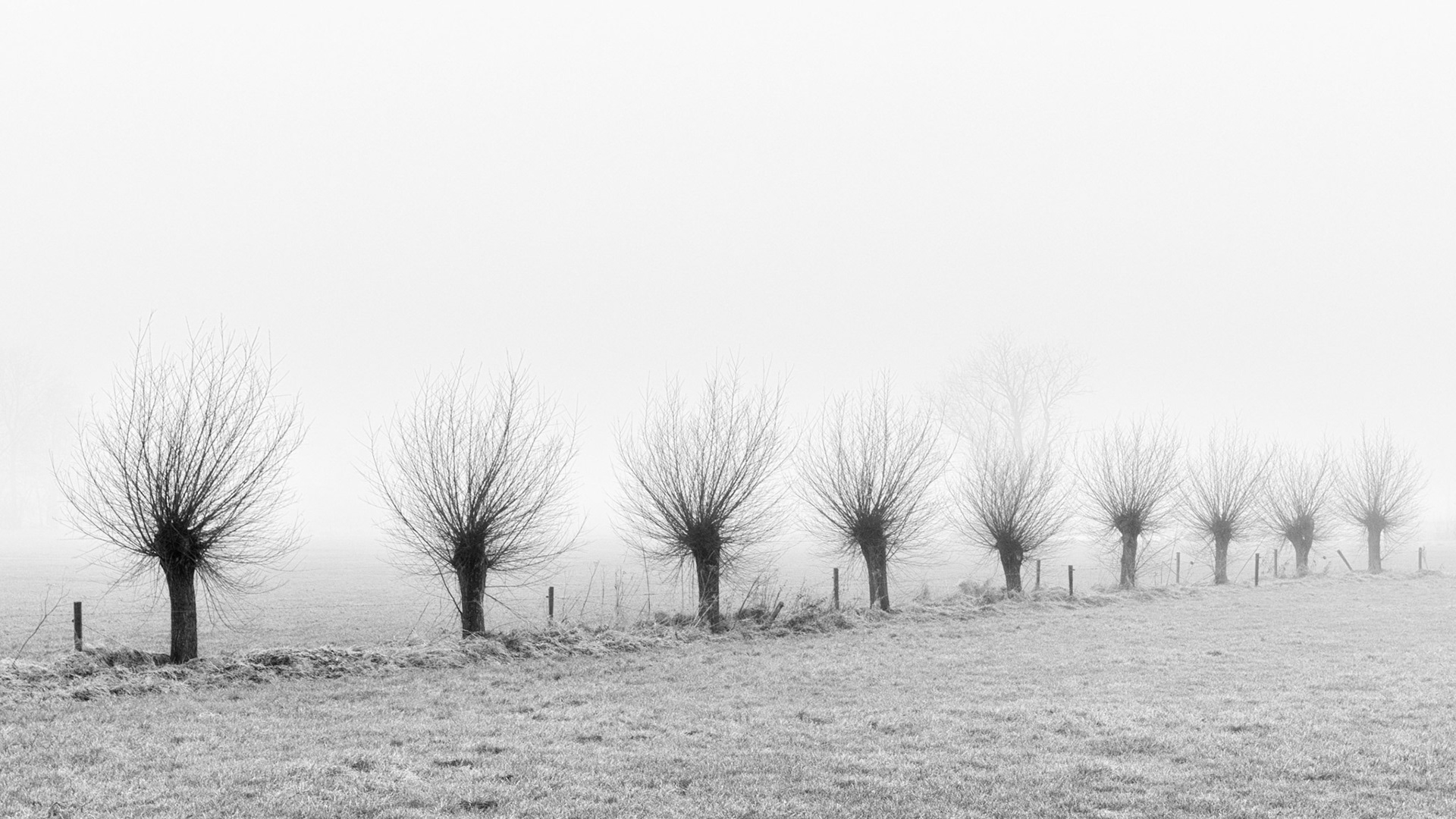 Knotwilgen in de mist