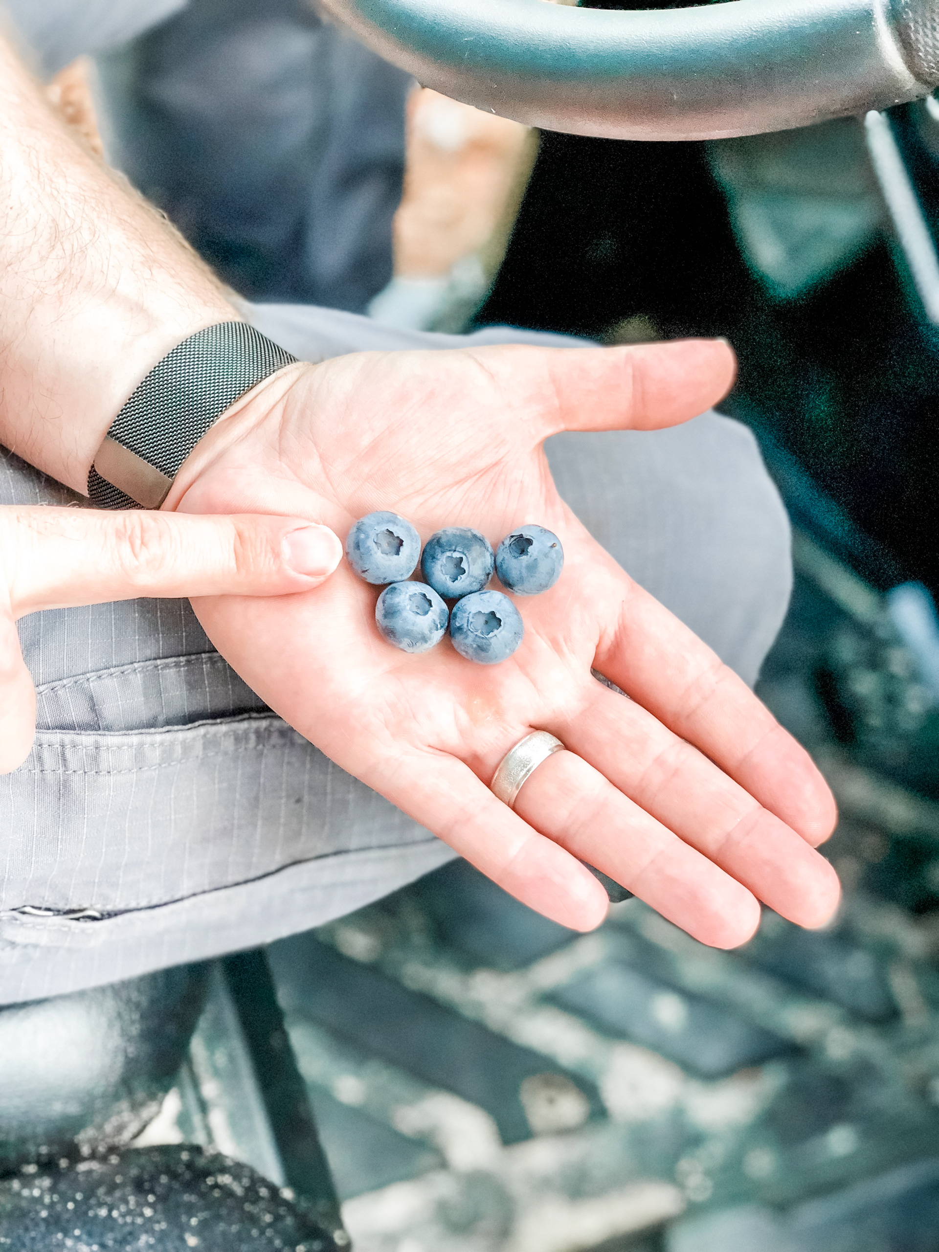 Summer Blueberries (May-June)