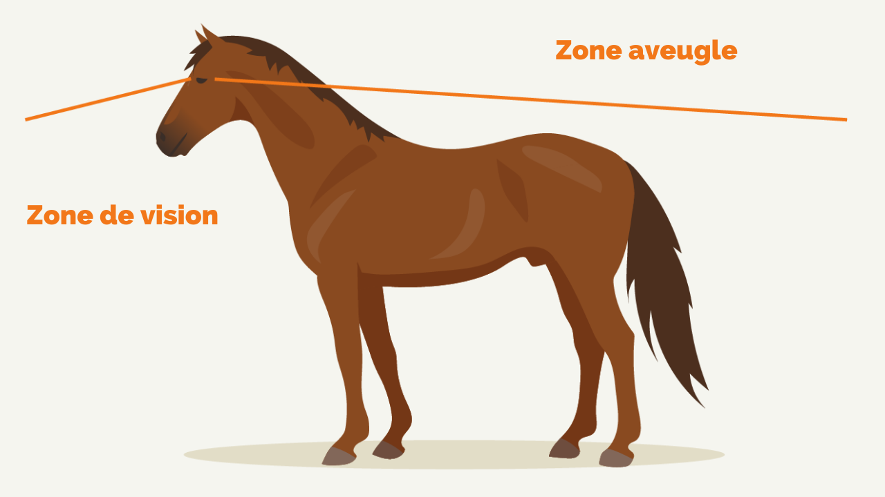zone-vision-cheval