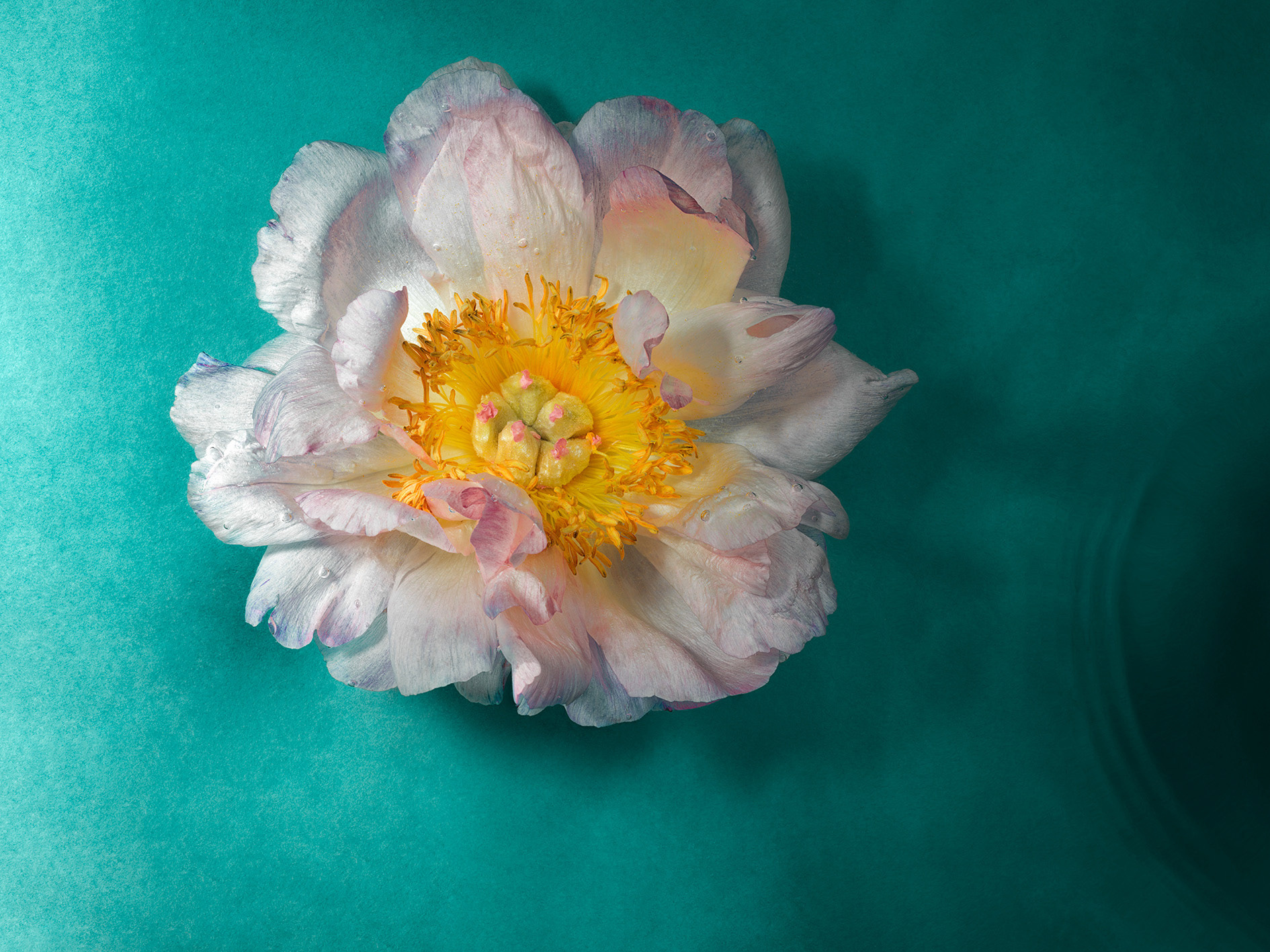 Pivoine sur l'eau