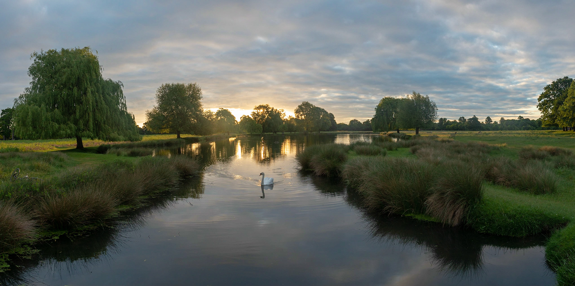 Swan Panorama