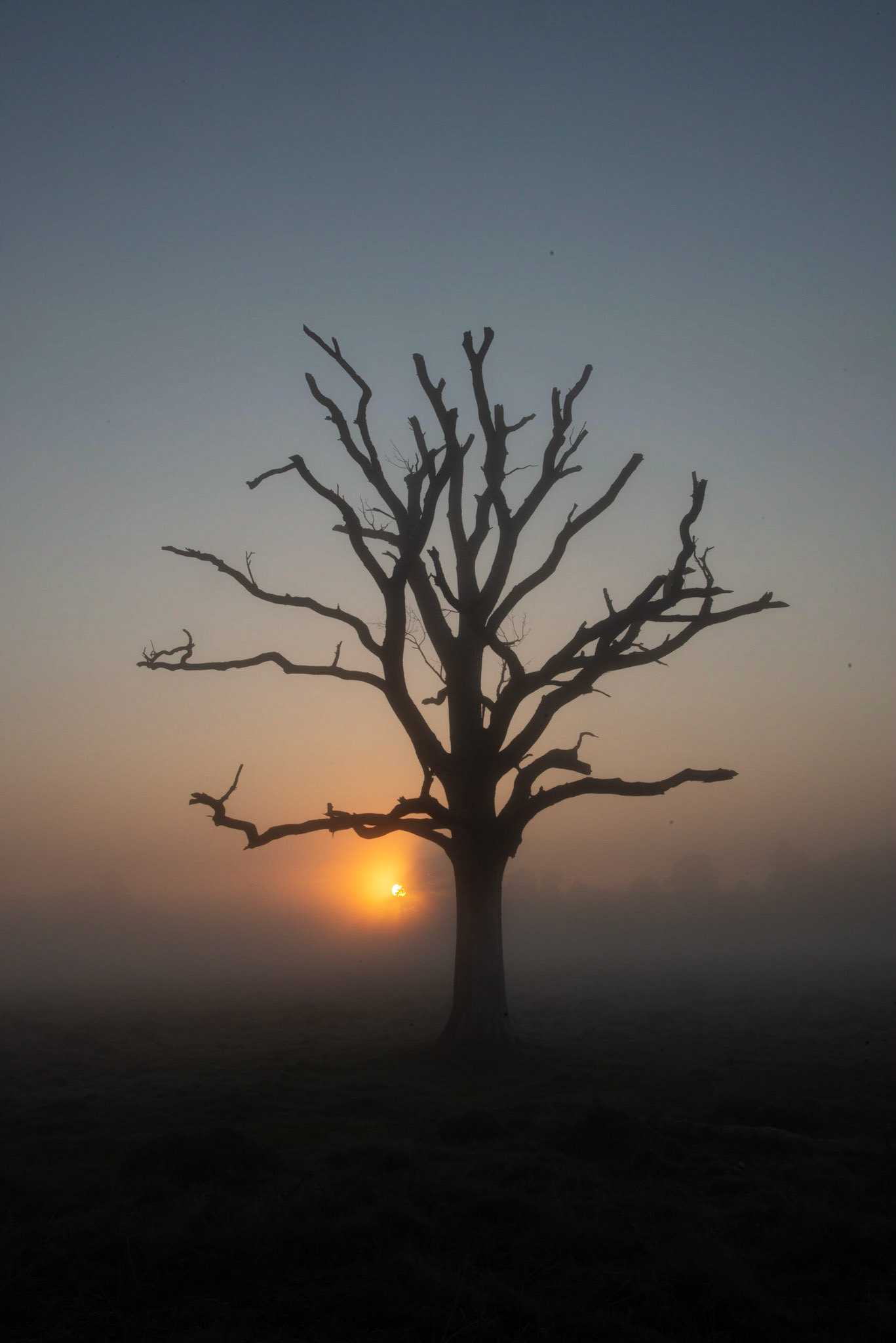 That tree