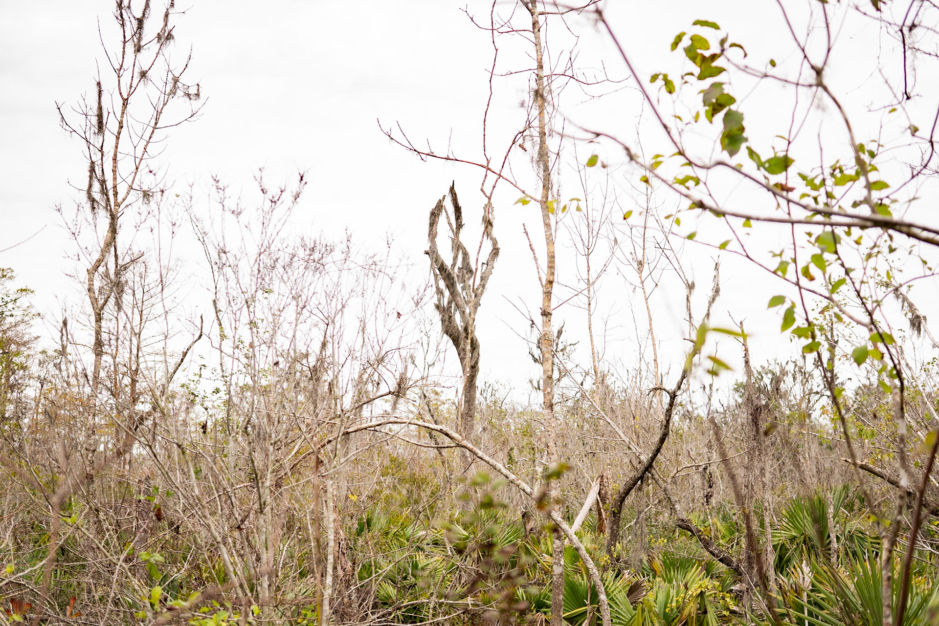 Barataria Preserve, Jean Lafitte National Park - New Orleans LA - by Alison Northway 2022