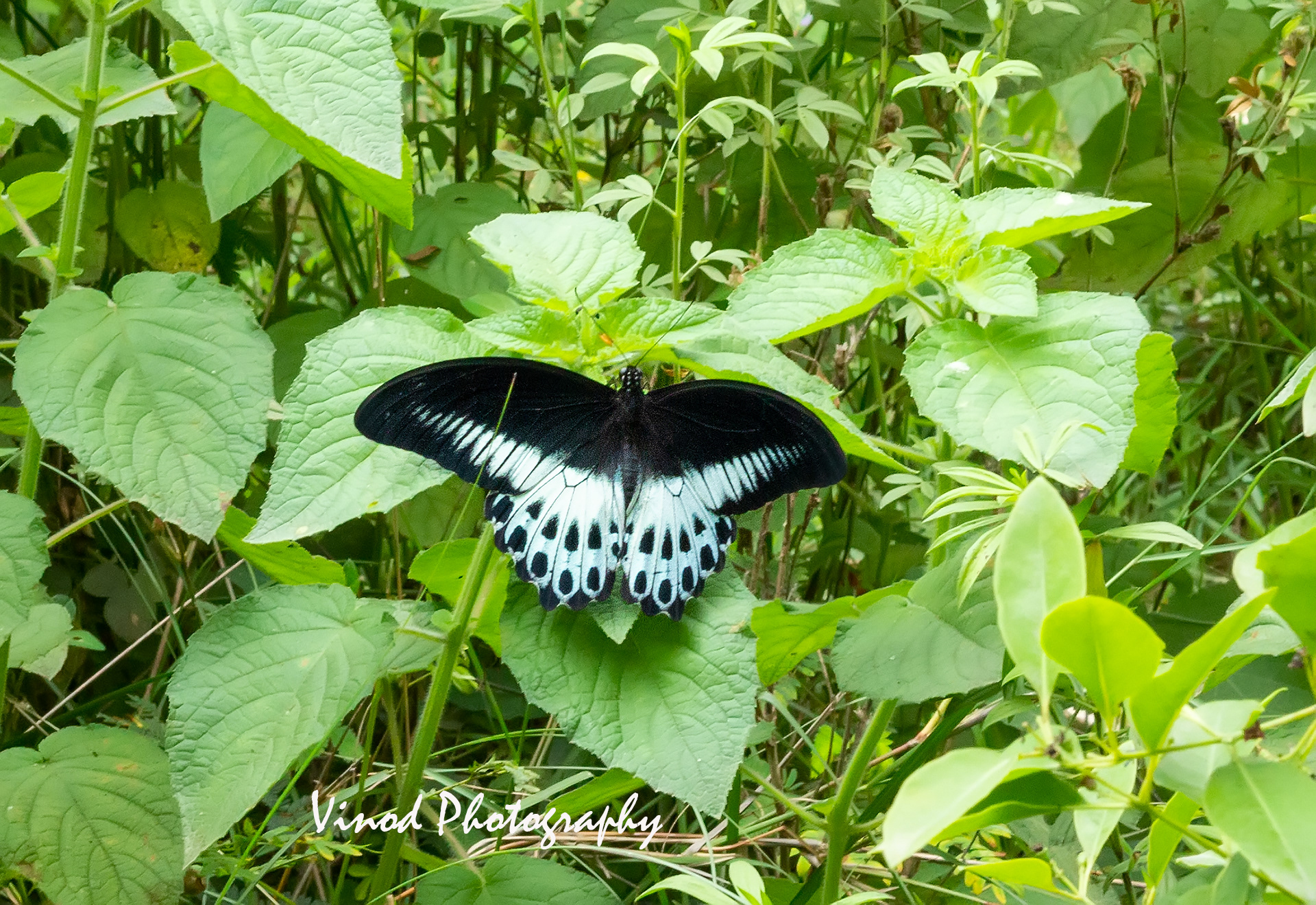 Blue Mormon