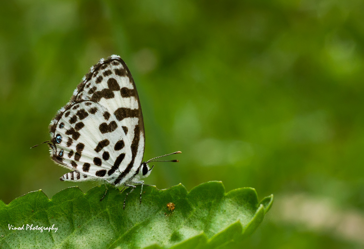 Common Pierrot