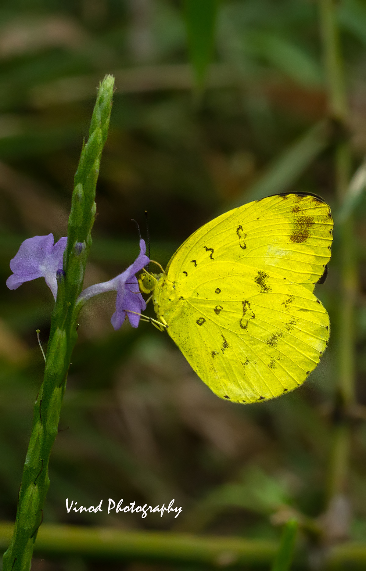 Three Spot Grass Yellow