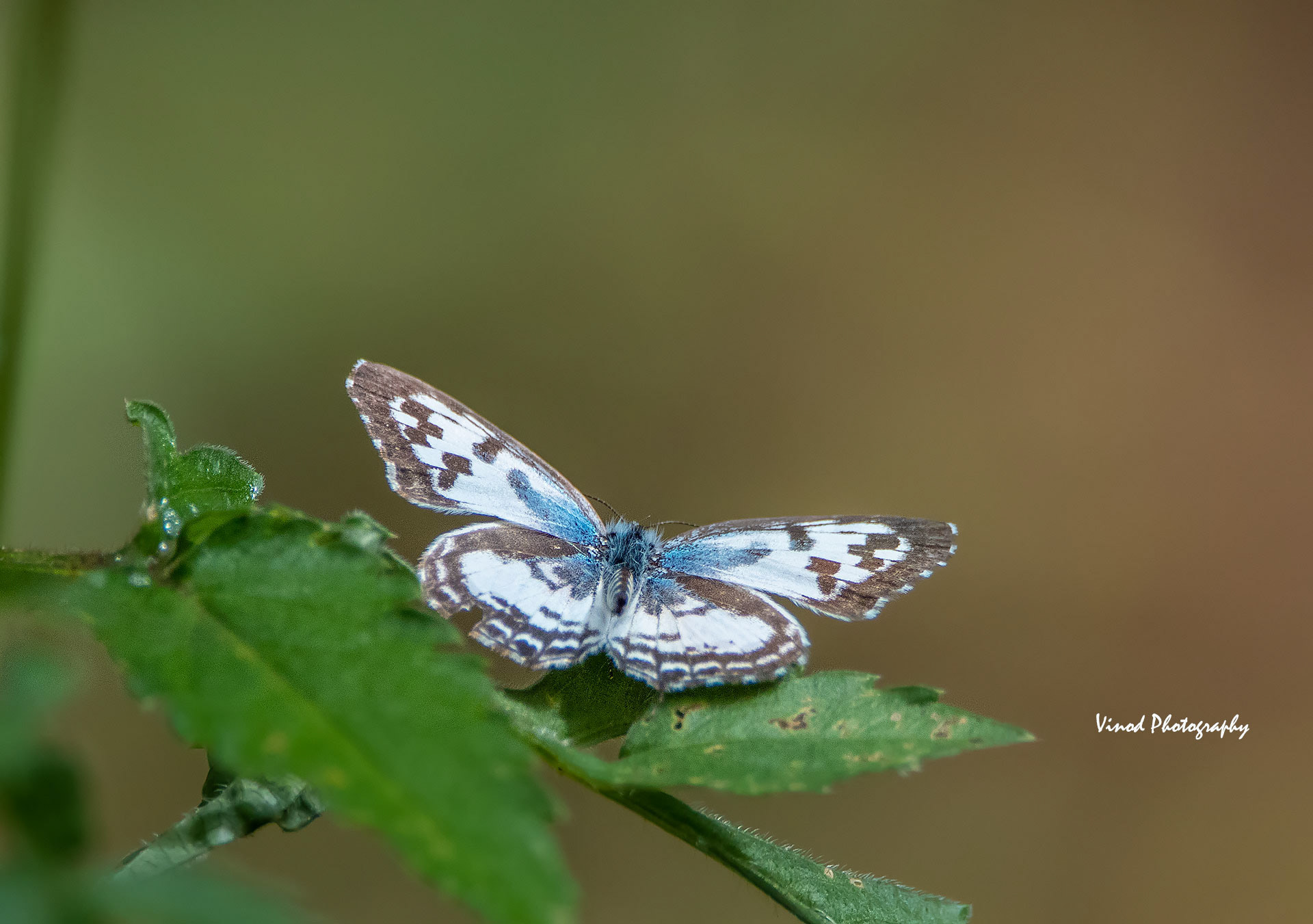 Common Pierot