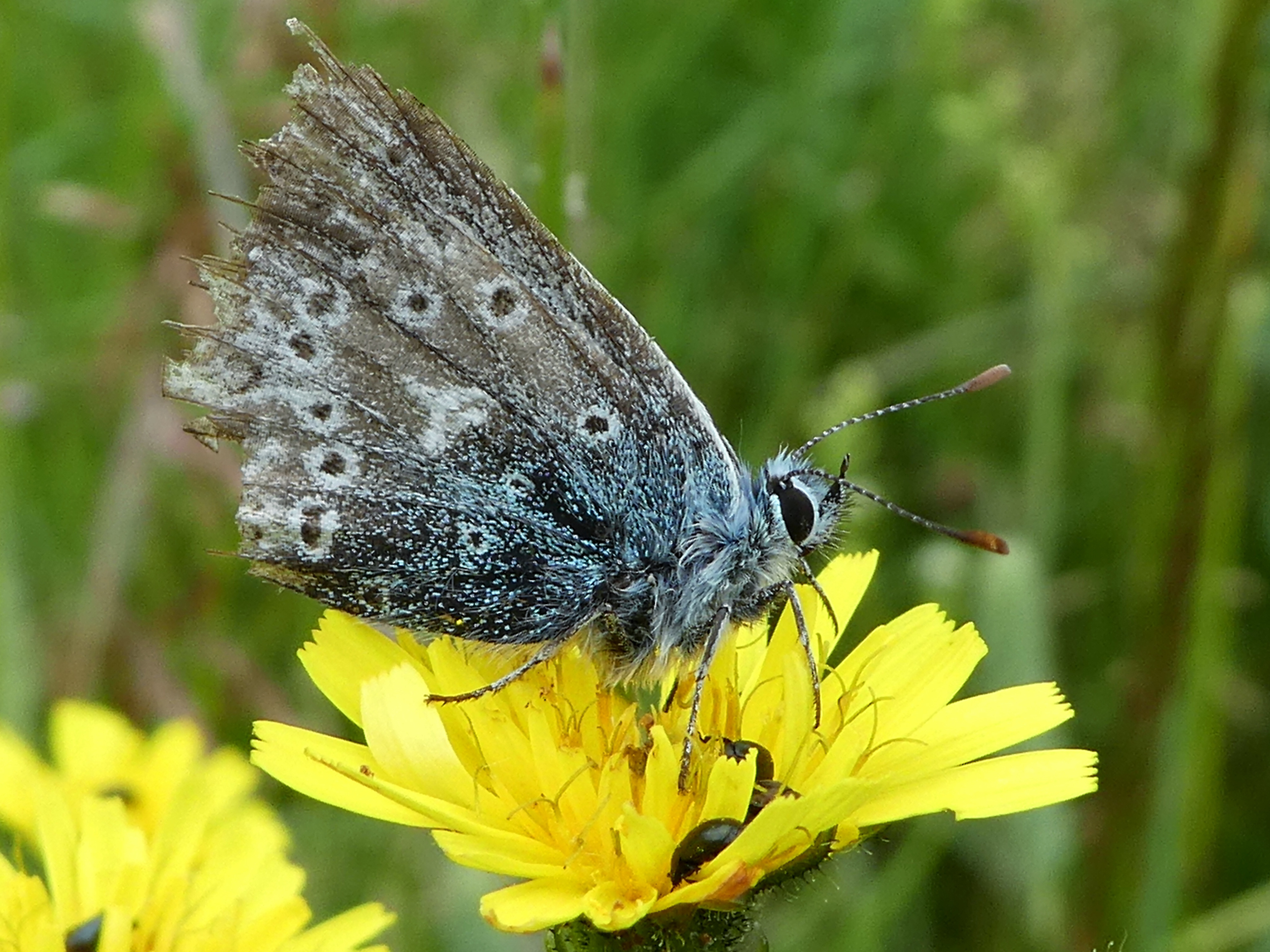 Stephen Batt - Cornish Butterfly Photos