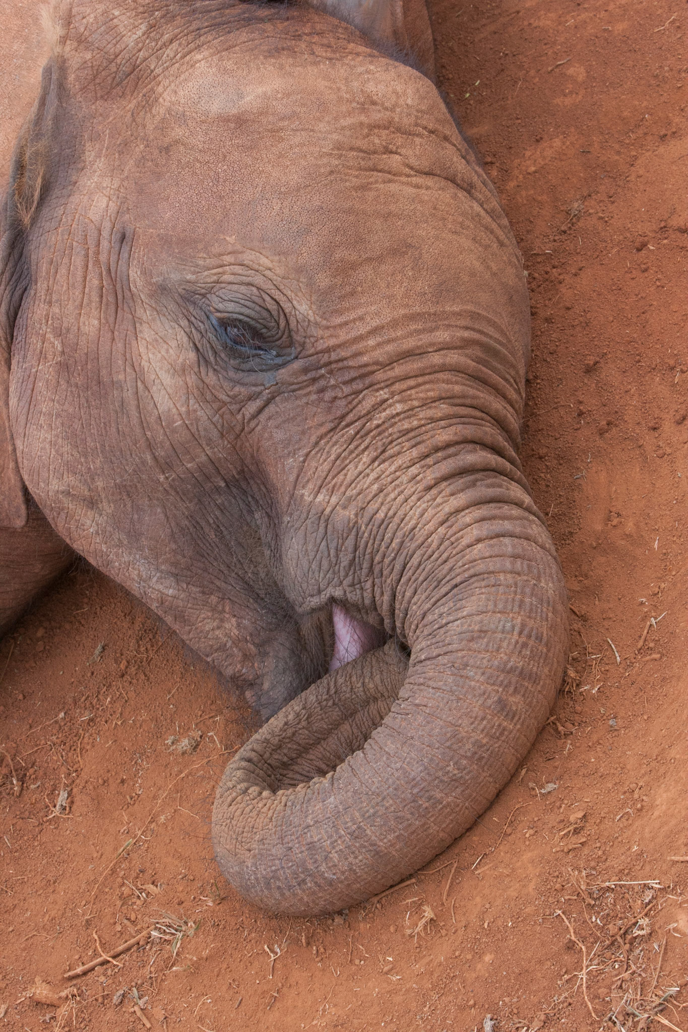 Look ! I can lick my nose - Sheldrick Wildlife Trust, Nairobi ©McNairnPhotography