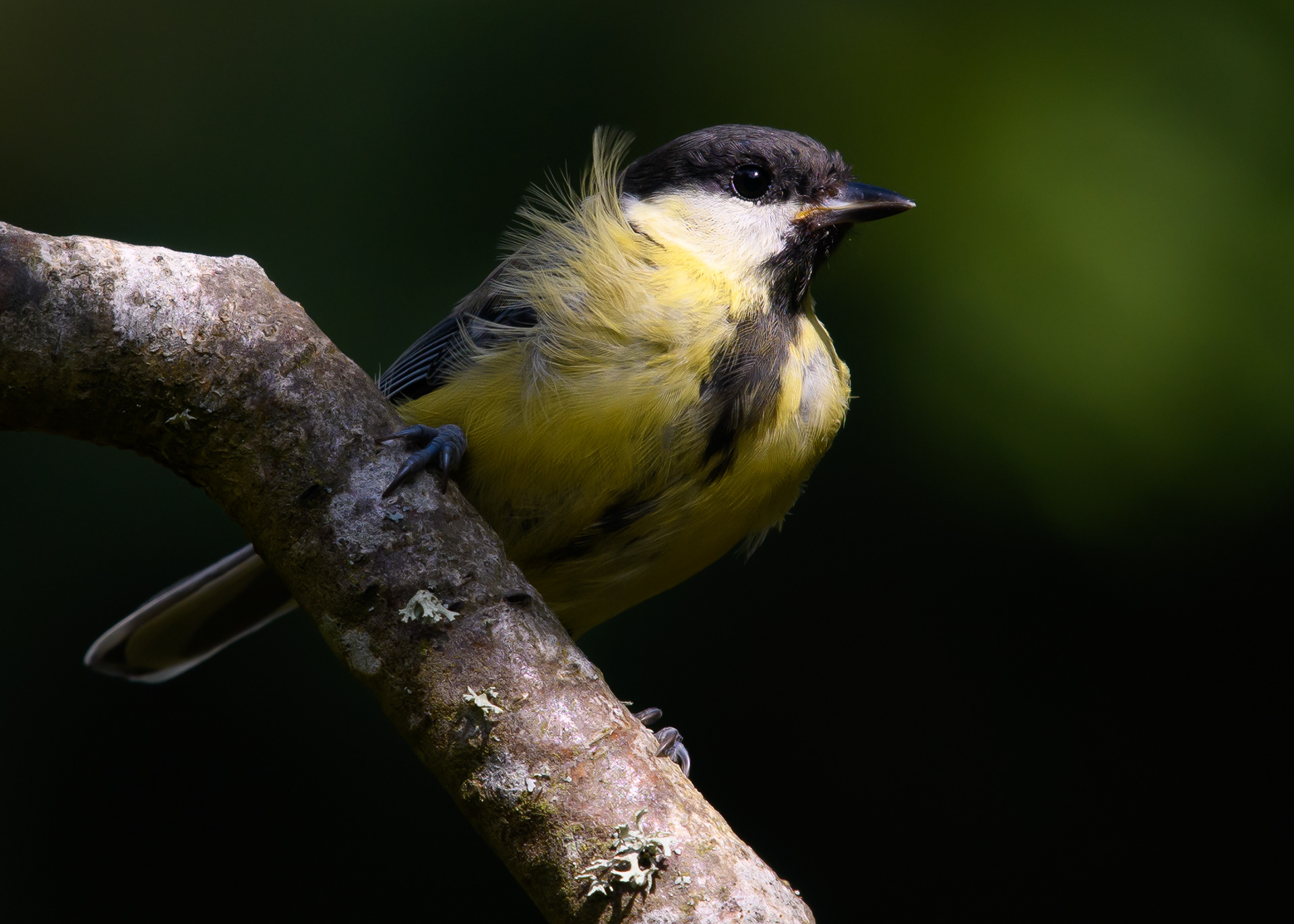 A young Great tit