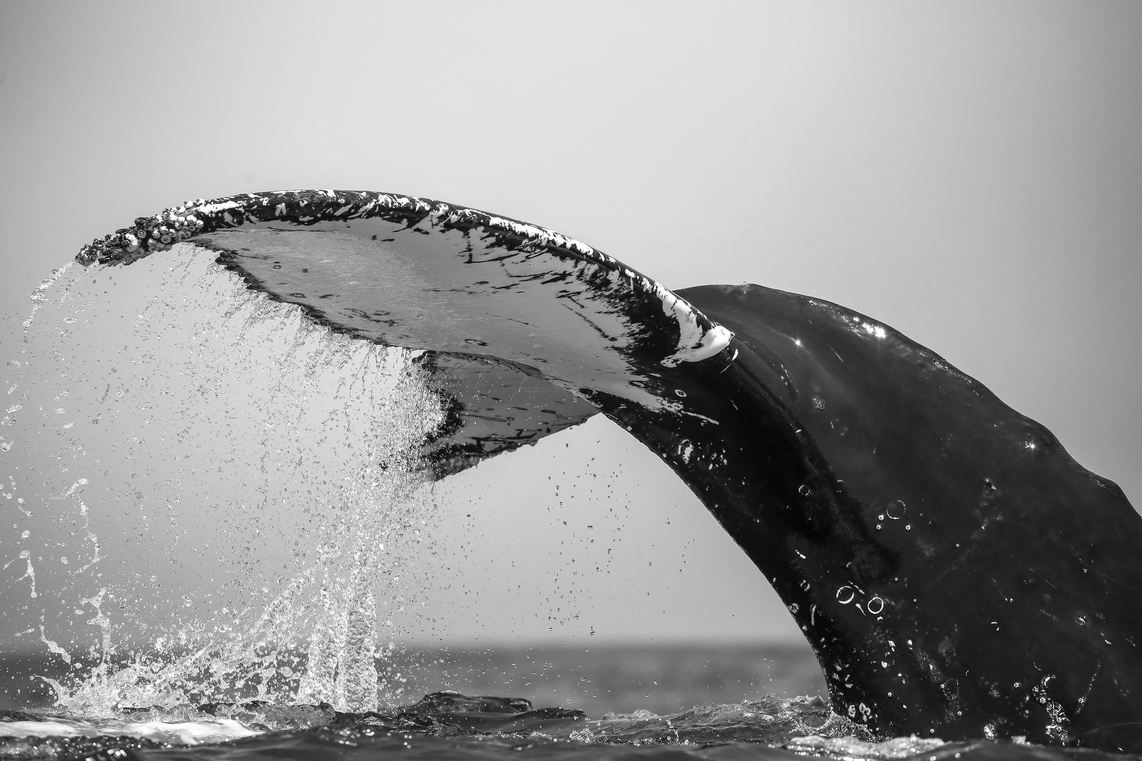 Photo-identification by fluke matching is a widely implemented for estimating populations of humpback whales