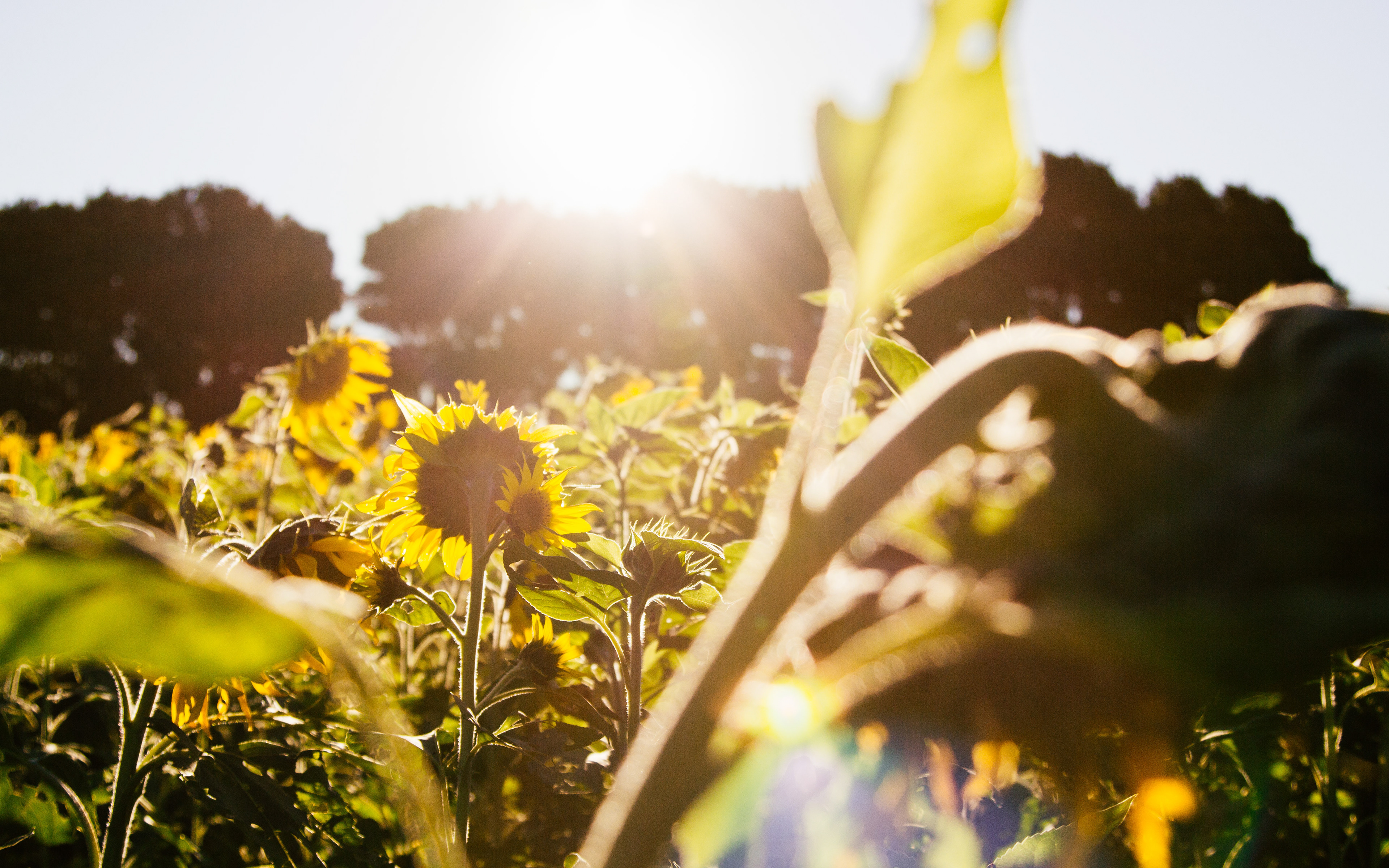sunflowers #1