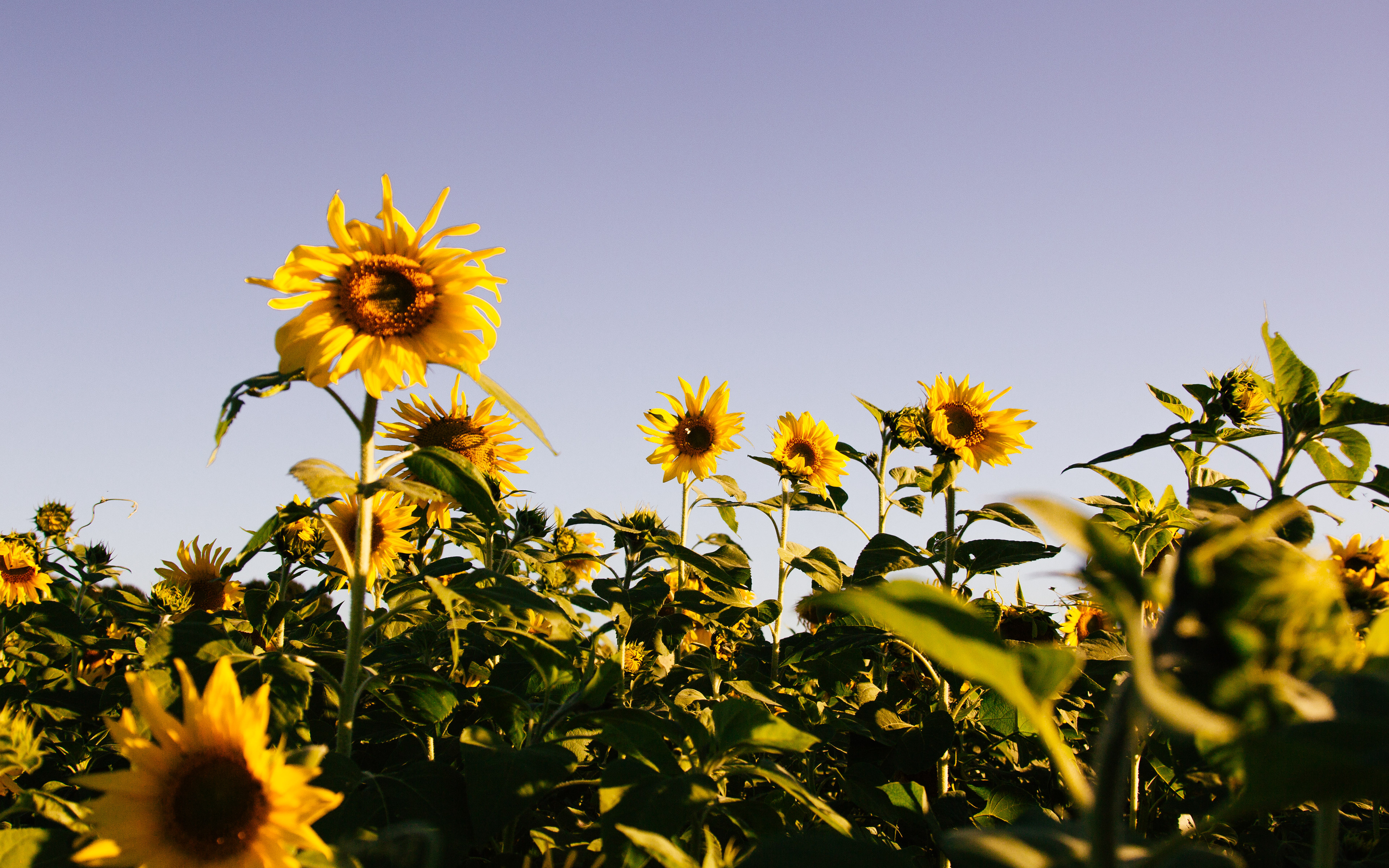 sunflowers #2